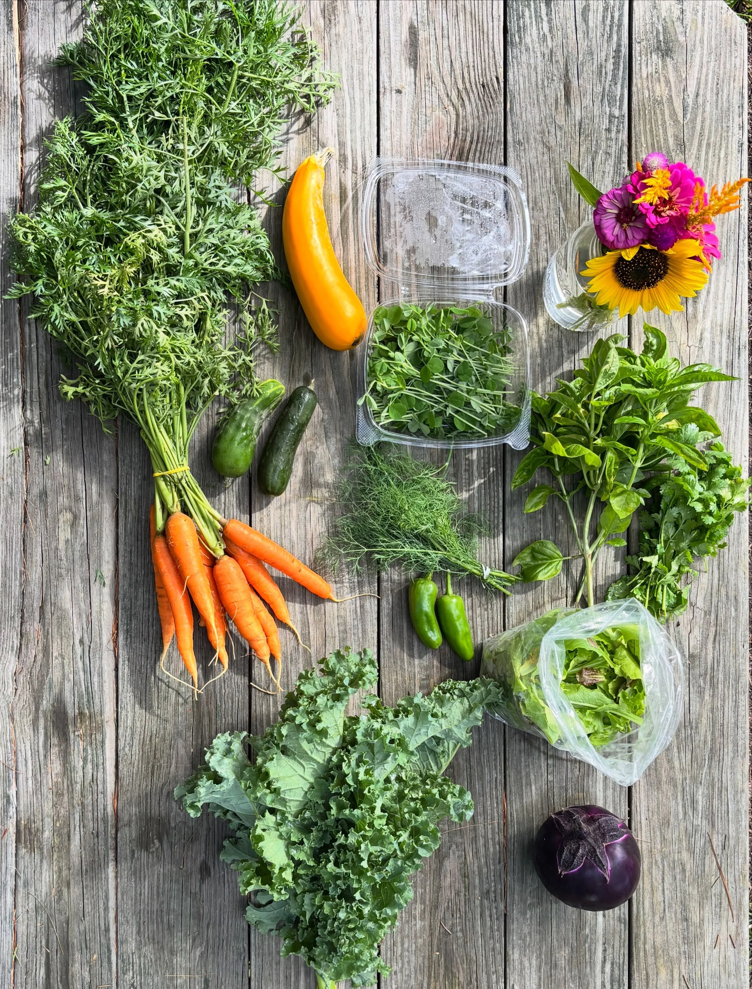 Fall CSA is here and starting off strong! The plants are as happy as we are with a bit cooler weather!