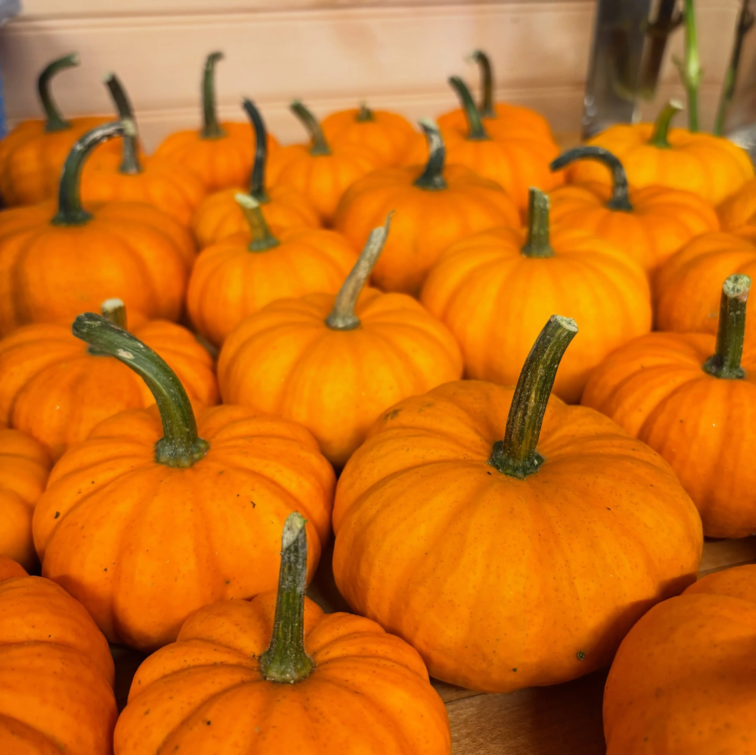 Week 5 Fall 🎃🧙🫜CSA Lots of Fall colors and hearty veggies and greens. Kohlrabi, pak choy, sweet peppers, green onions, acorn squash, flowers, and more! Also getting ready to plant garlic. Frosty weather is here/coming! #communitysupportedagricultu
