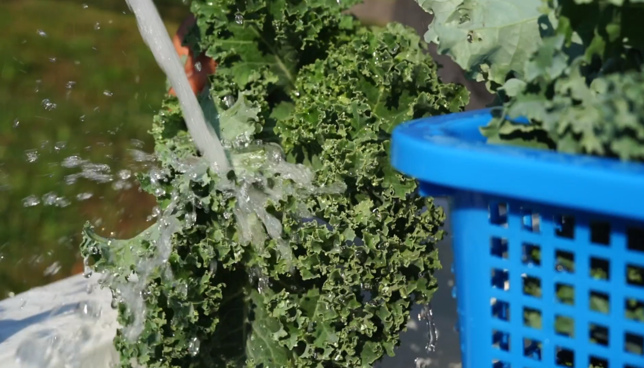 kale.png