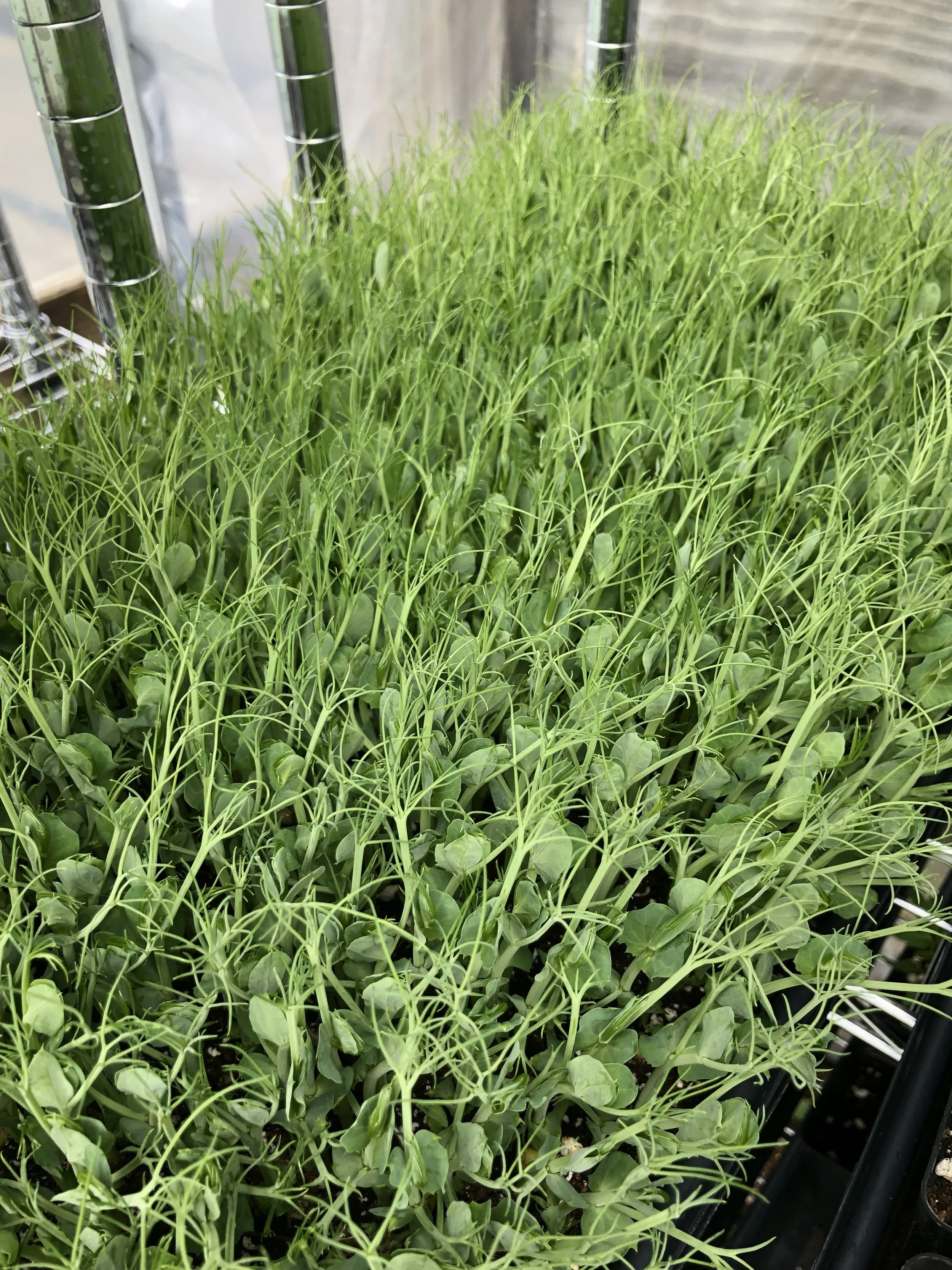 pea shoot.jpg