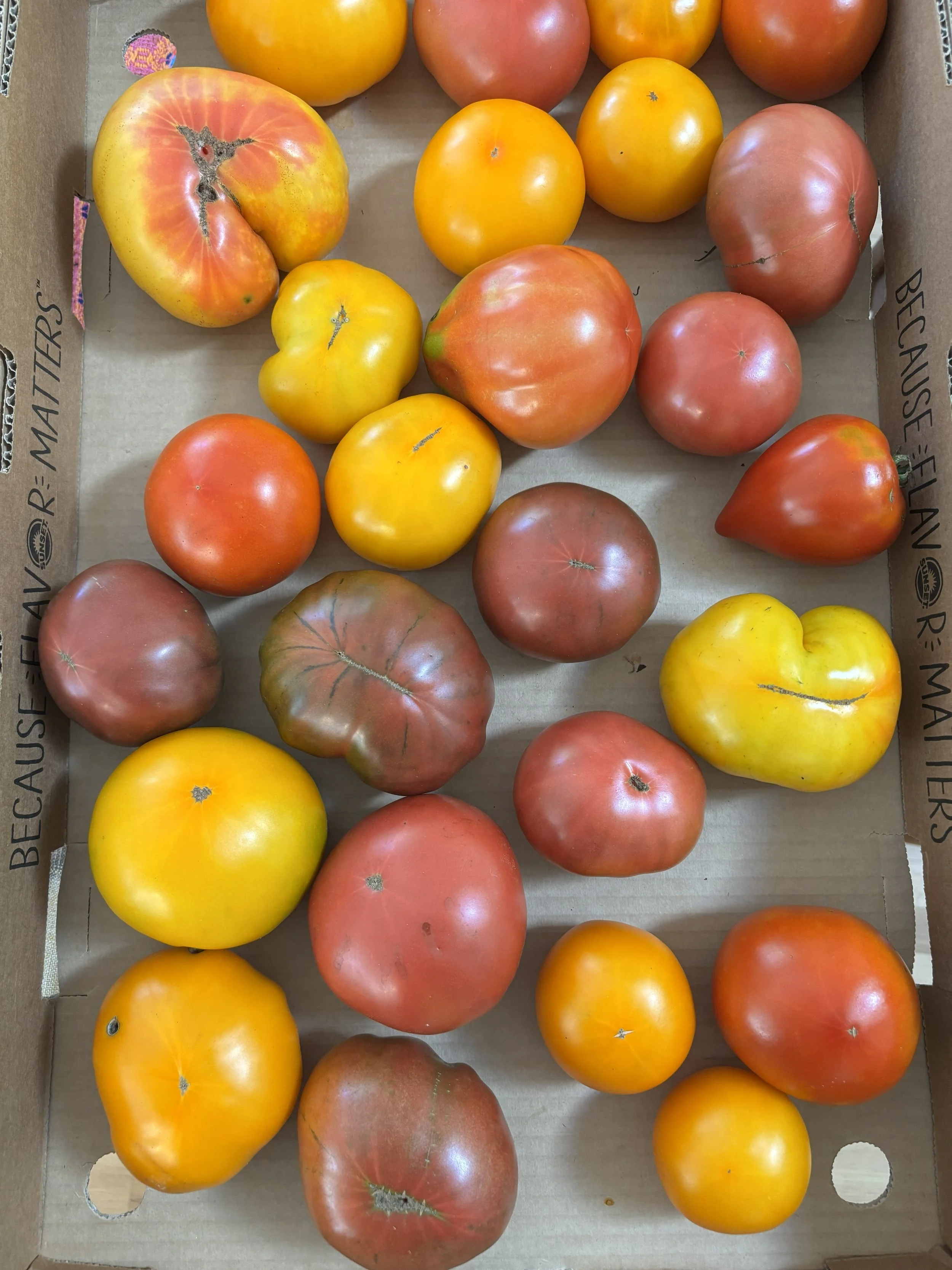 heirloom_tomatoes2.jpg