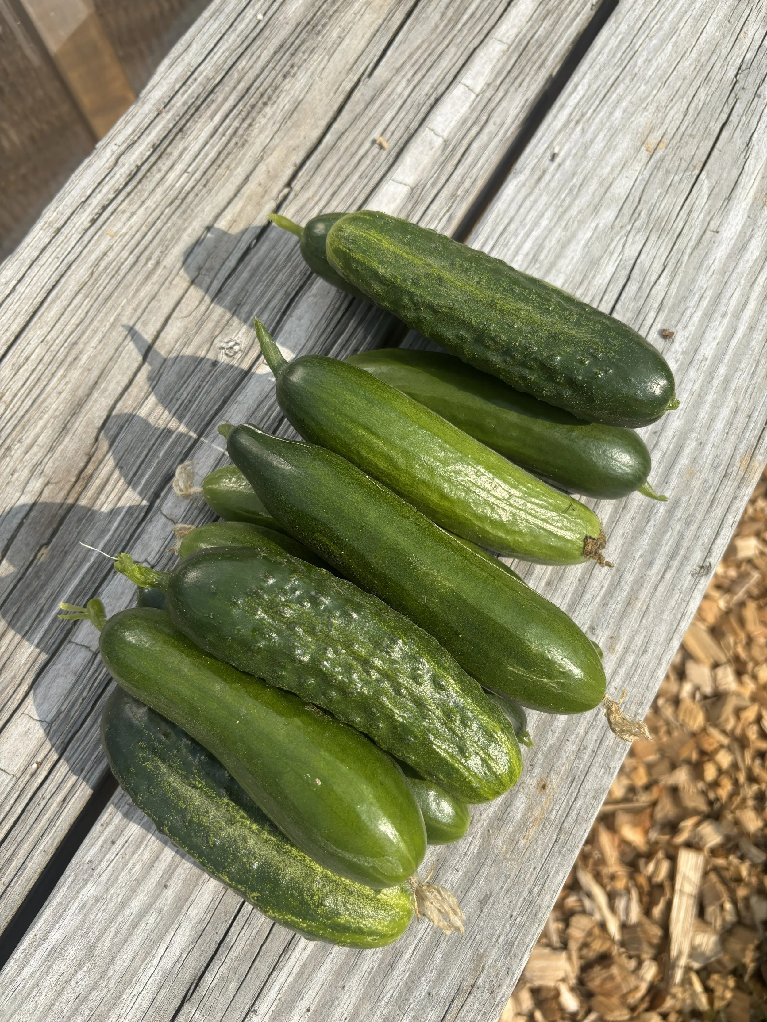 cucmbers.jpg