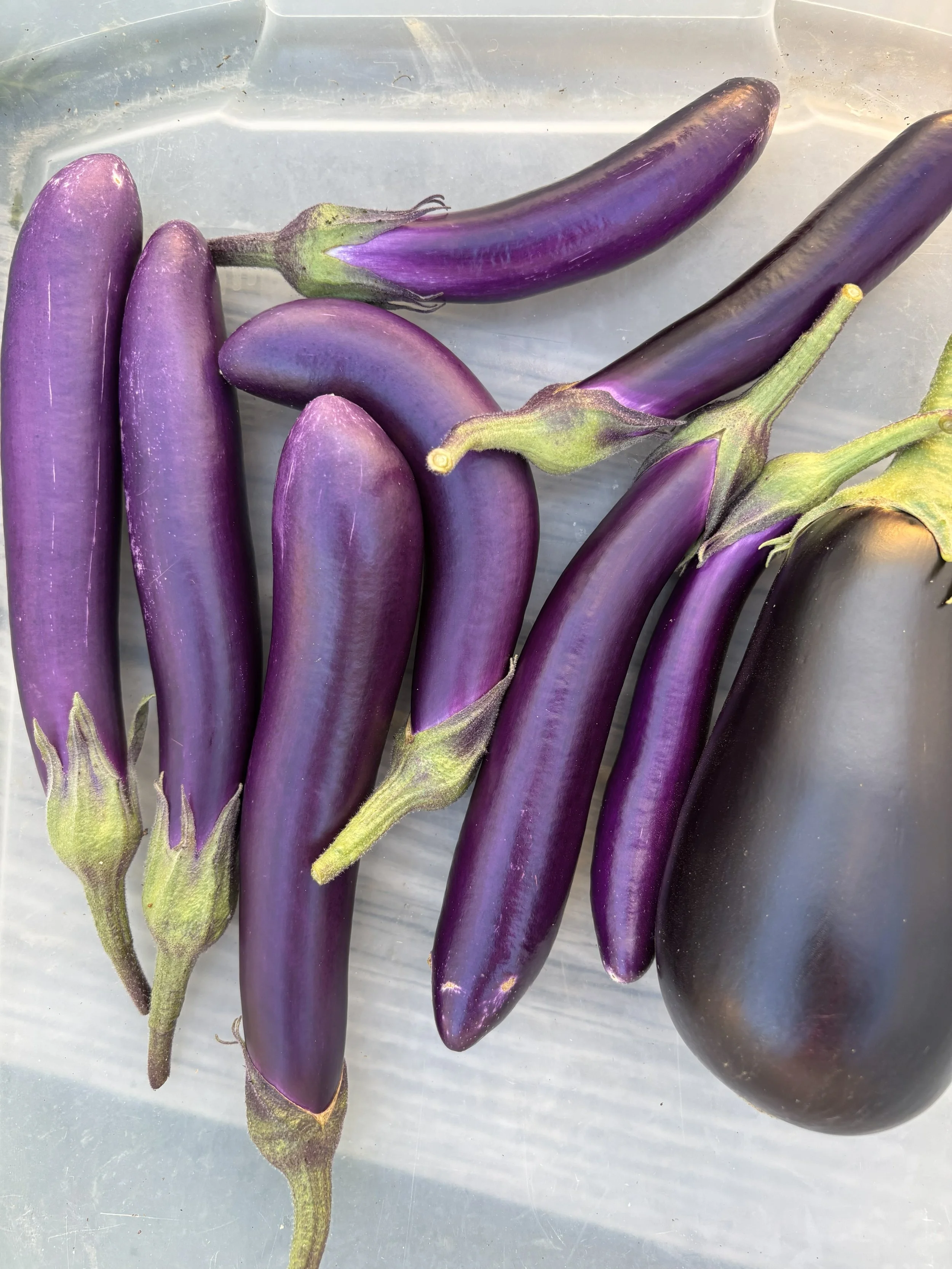 eggplant.jpg