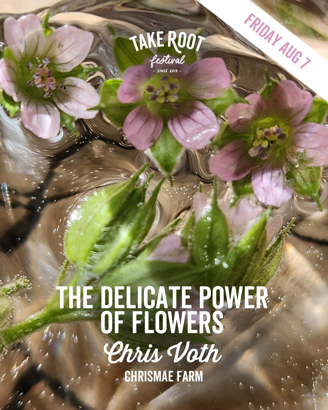 The Delicate Power of Flowers - Chris Voth, Chrismae Farm