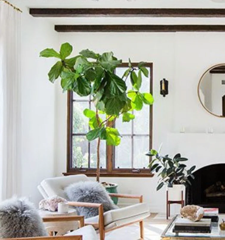 When weekly fresh cut flowers may not be in your budget, adding some of my favorite houseplants will achieve the green without spending too much green

#houseplants #green #interiordesign #citychandeliers