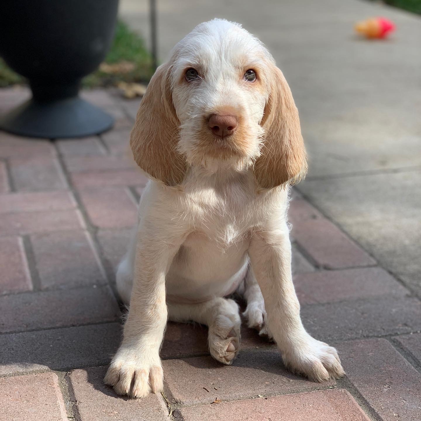 Beatrice 1st Day Home.jpg