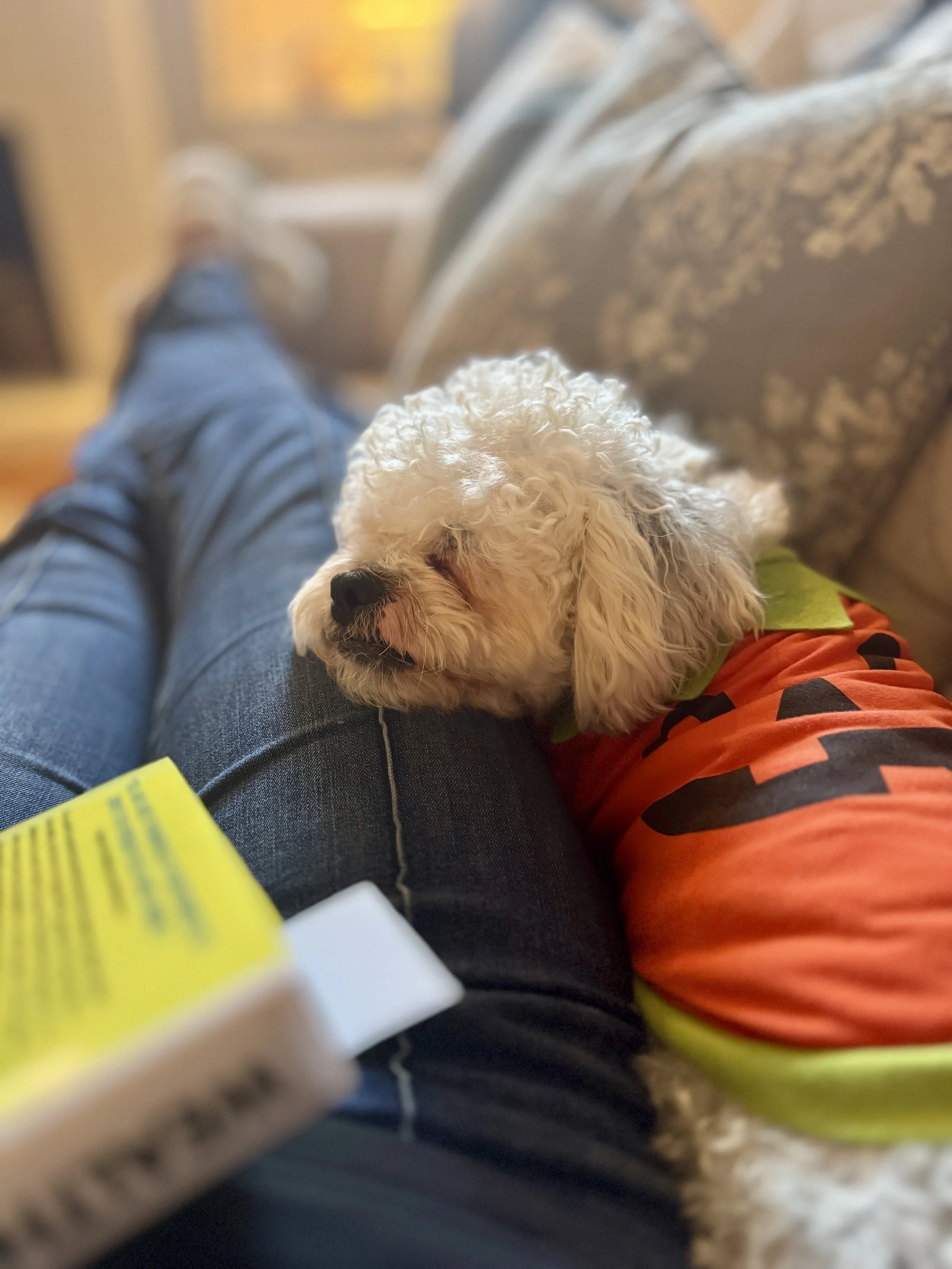 We dog sat Troop Scoop for a week