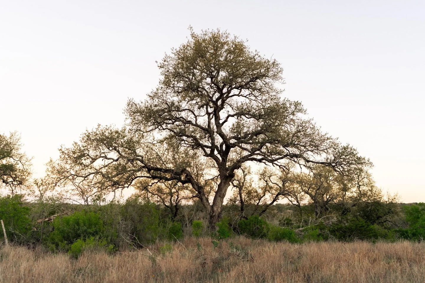 NEW LISTING | 14.64 Acres 

Located on Oak Grove Rd in San Marcos, this property offers the balance of privacy and
accessibility that continues to draw buyers to this part of the Hill Country. Positioned at the end of a cul-de-sac, the tract enjoys a