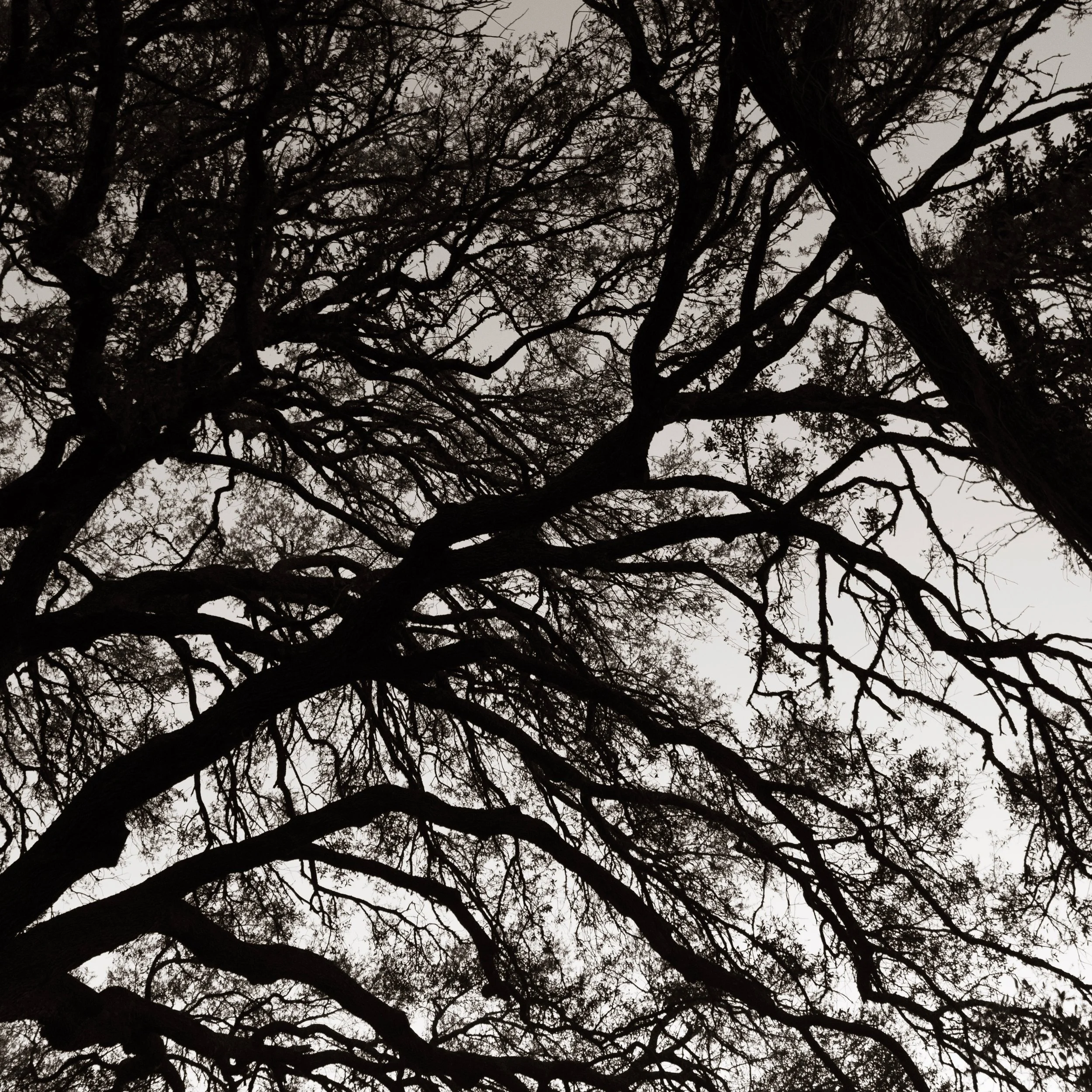 Sometimes the Texas Hill Country doesn&rsquo;t feel real..

It&rsquo;s easy to imagine what these valleys looked like long before roads, fences, and everything else showed up. 

A few frames from 157 Chick Ranch loop along the Little Blanco.

#blanco