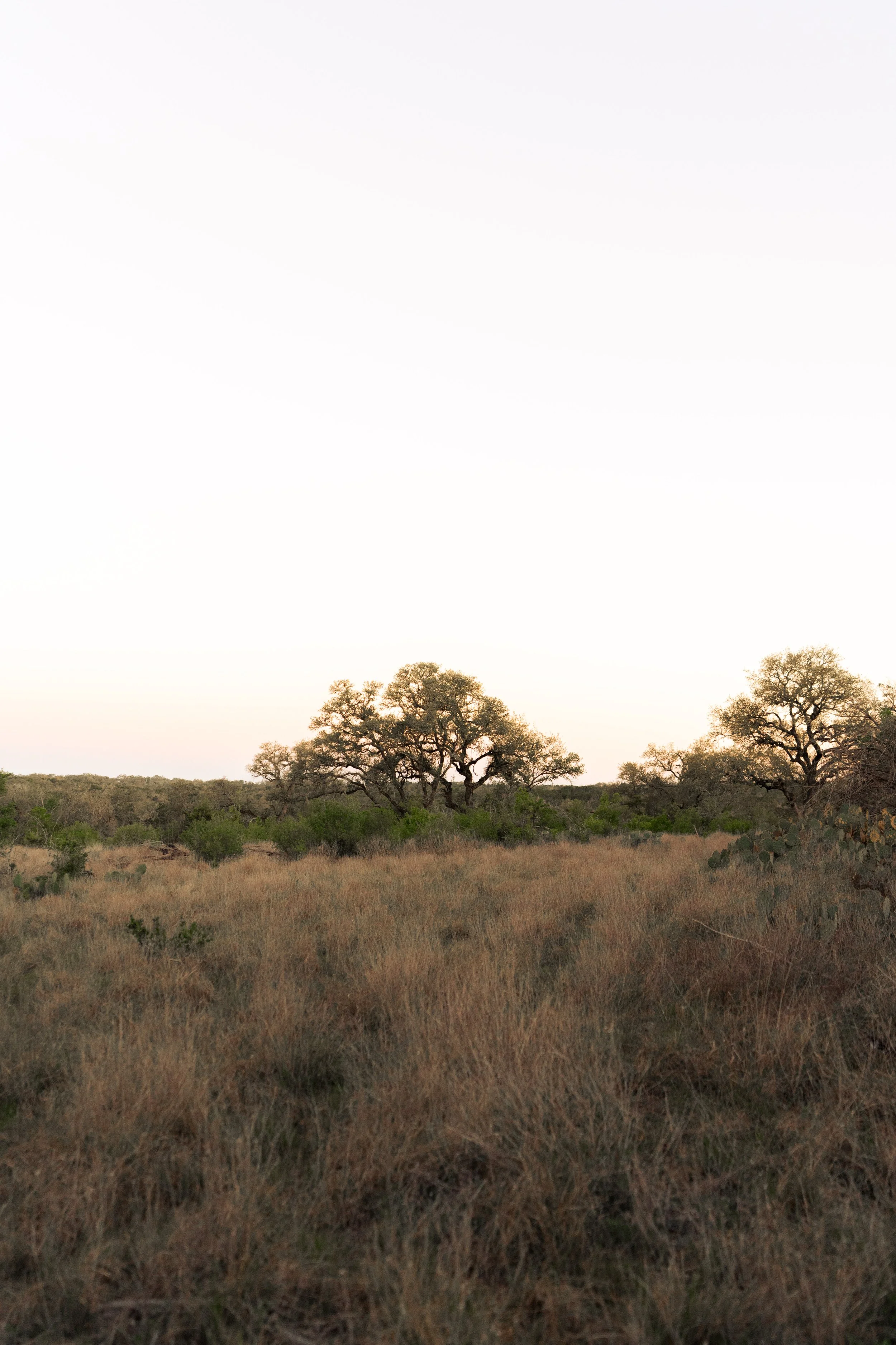 A grassy field with scattered trees, under a clear sky at dusk or dawn.