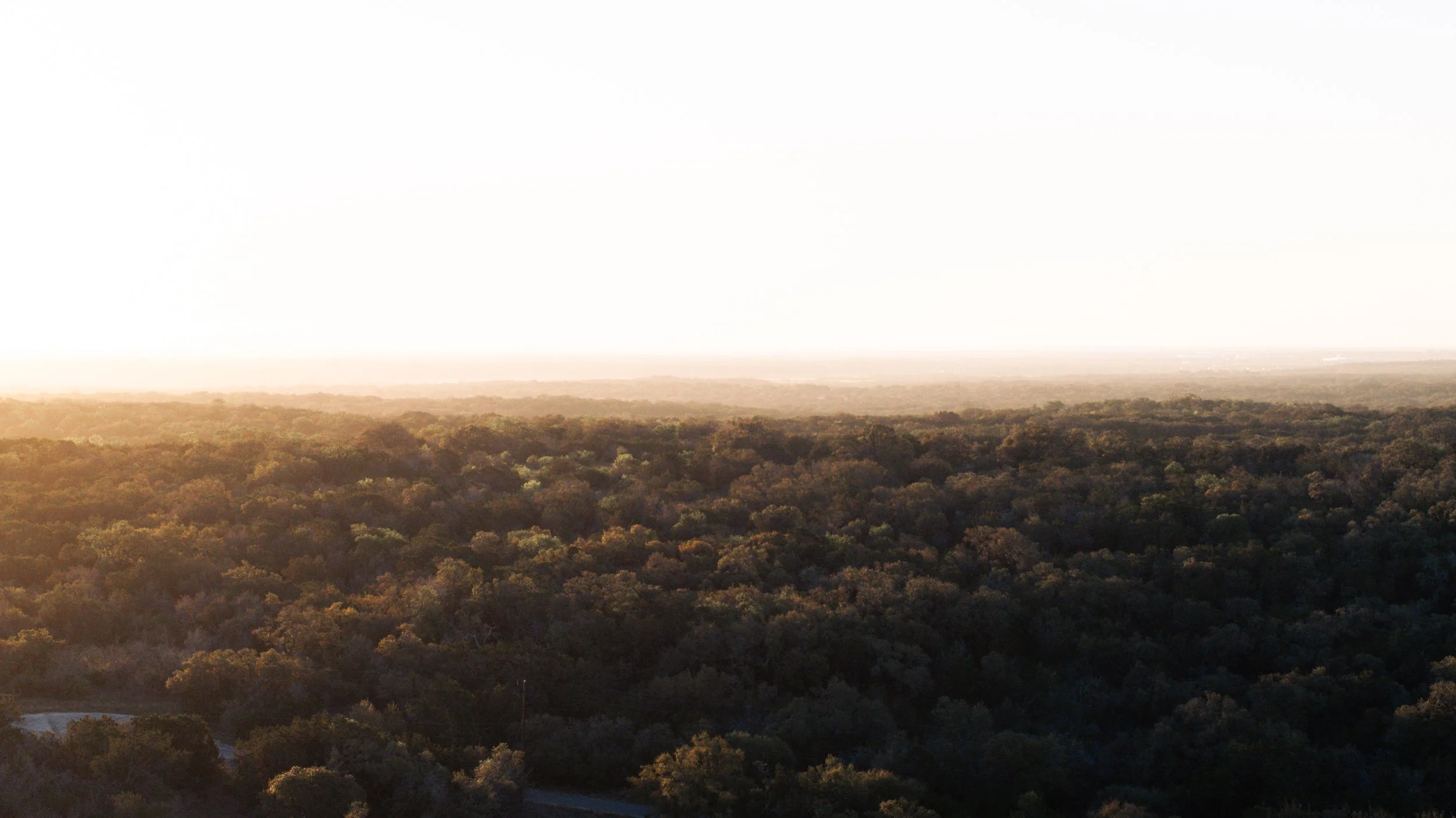 Aerial view of a dense forest during sunset, with the sky bright and the trees casting shadows.