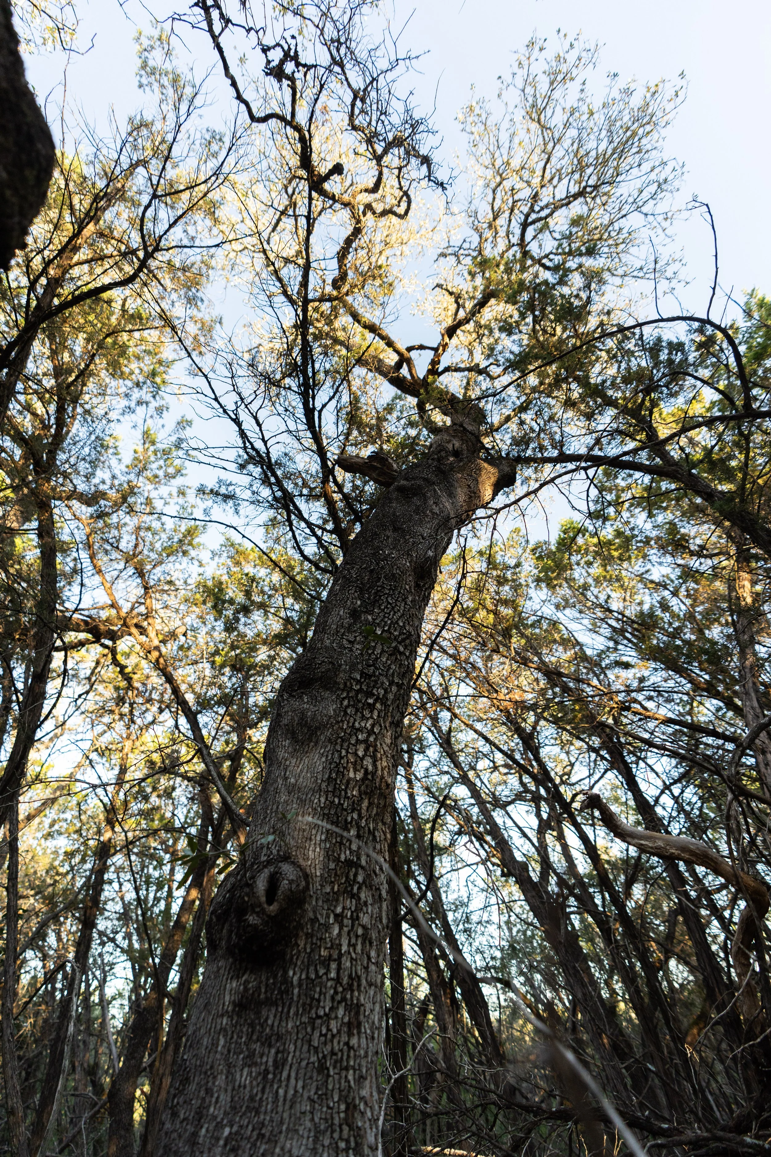 Tall tree with textured bark in a forest, viewed from the ground looking upward, with branches and leaves against a clear blue sky.