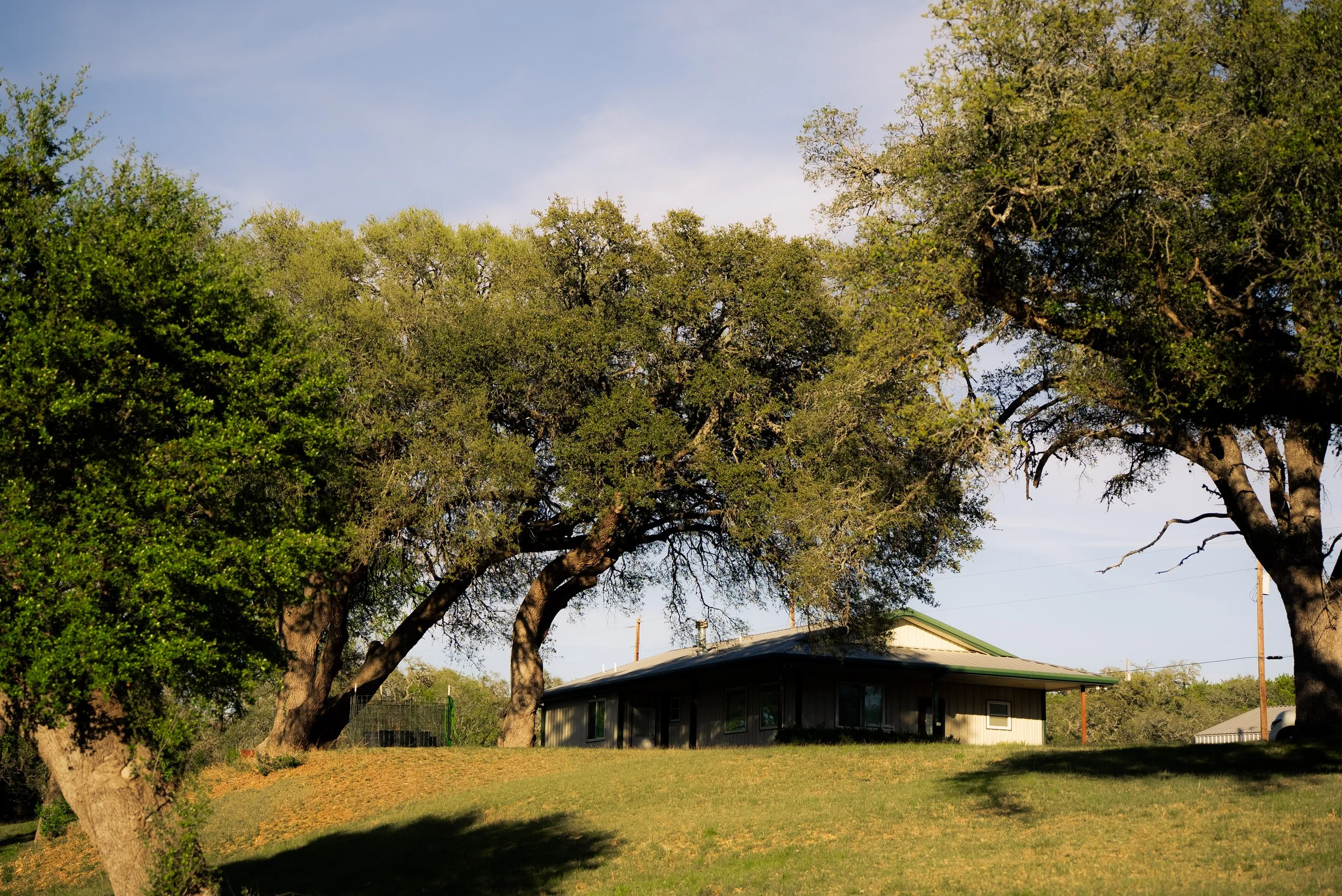 Large trees with green foliage over a house with a green roof, clear blue sky, and some clouds.