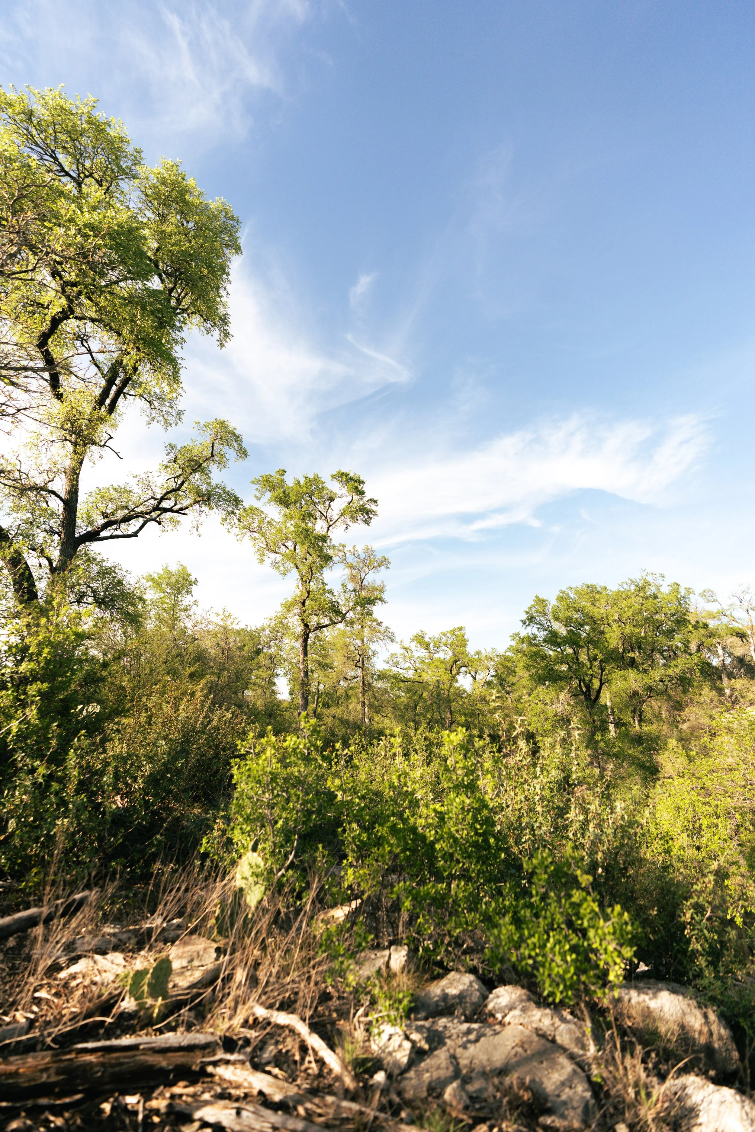 A landscape view of a forest with green trees under a blue sky with some white clouds.