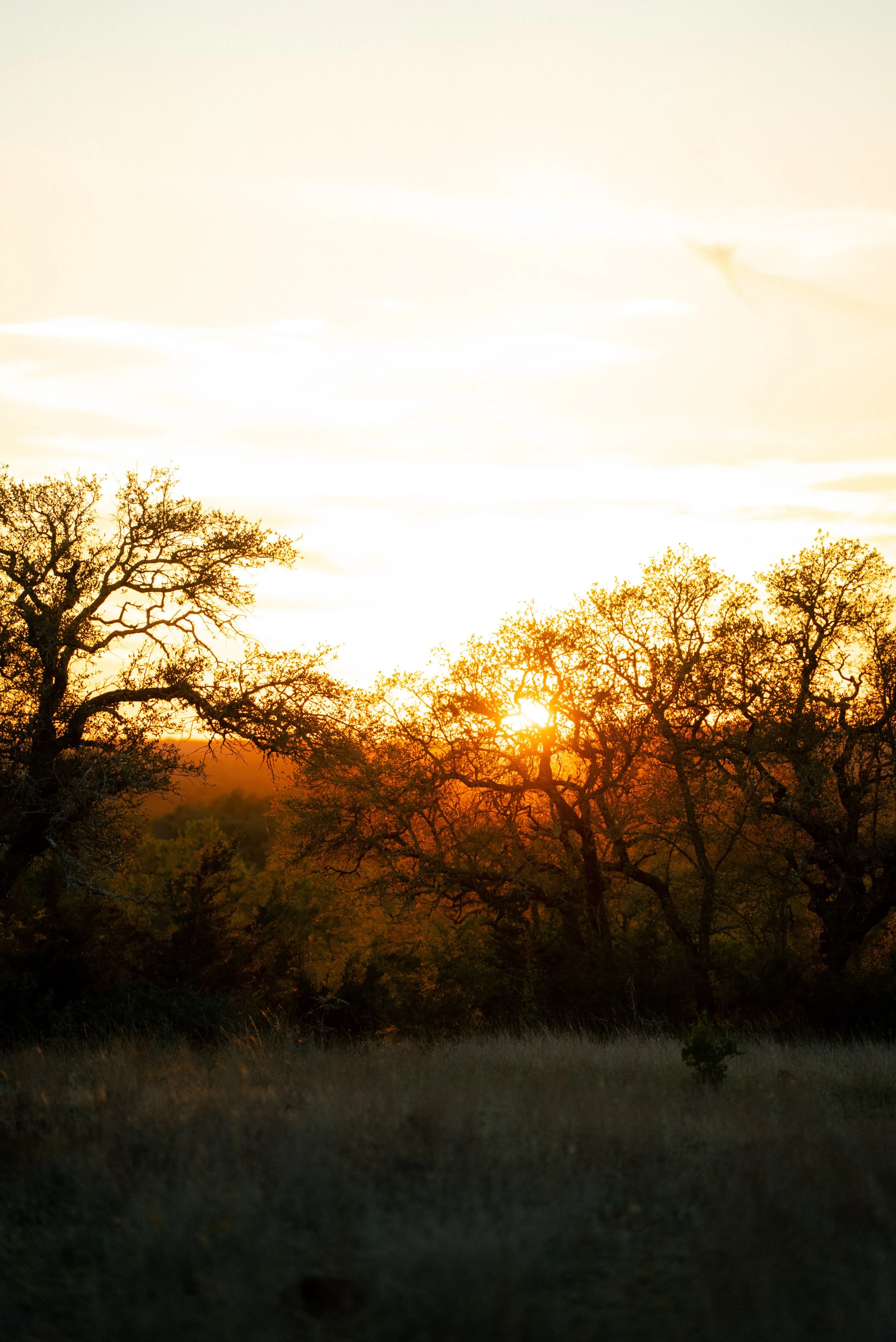 Sunset over trees with orange and yellow hues in a natural landscape.