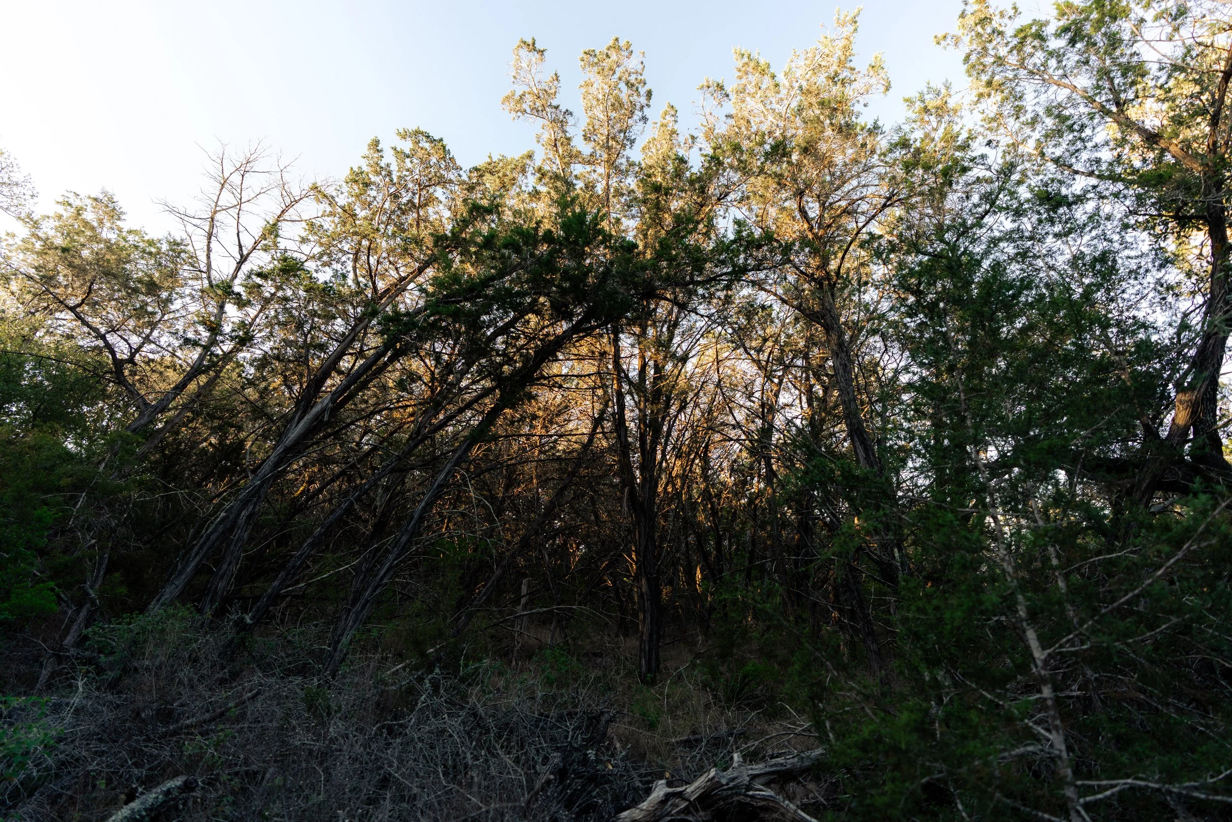 Sunlight shining through a dense forest with trees and bushes.