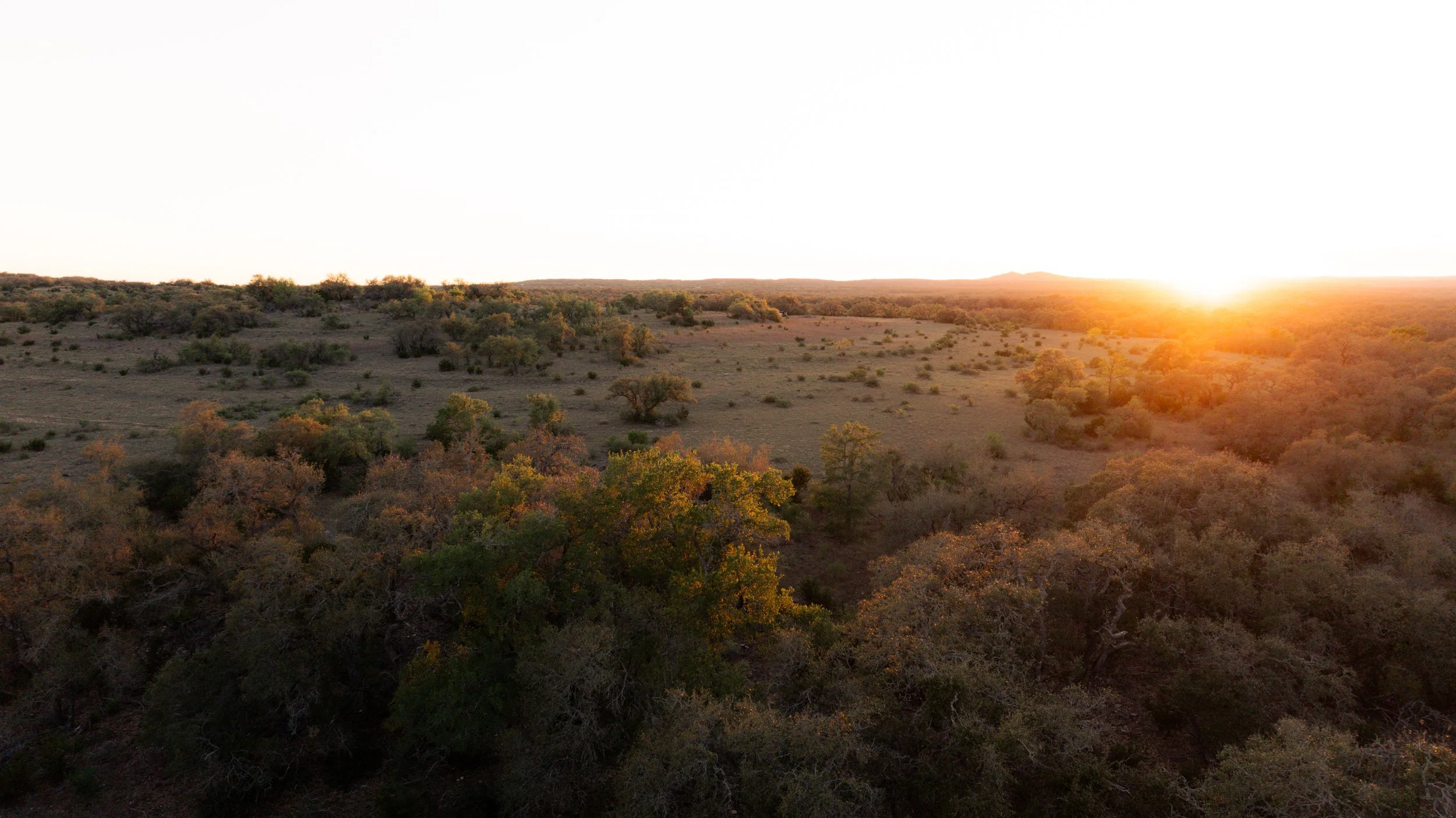 A wide view of a dry, grassy landscape with scattered bushes and trees, at sunset with the sun on the horizon.