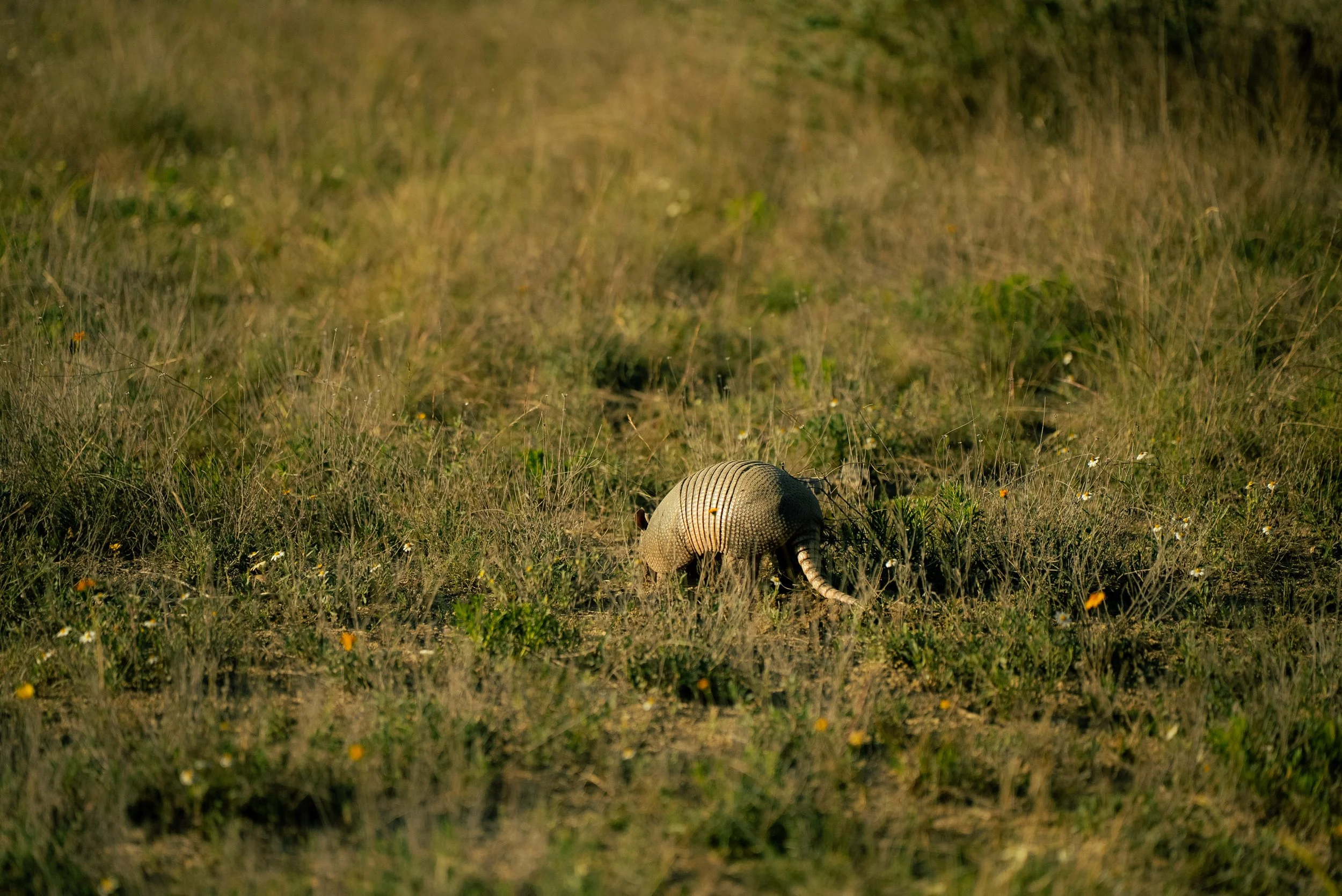 A armadillo walking through a grassy field with small yellow and white flowers.
