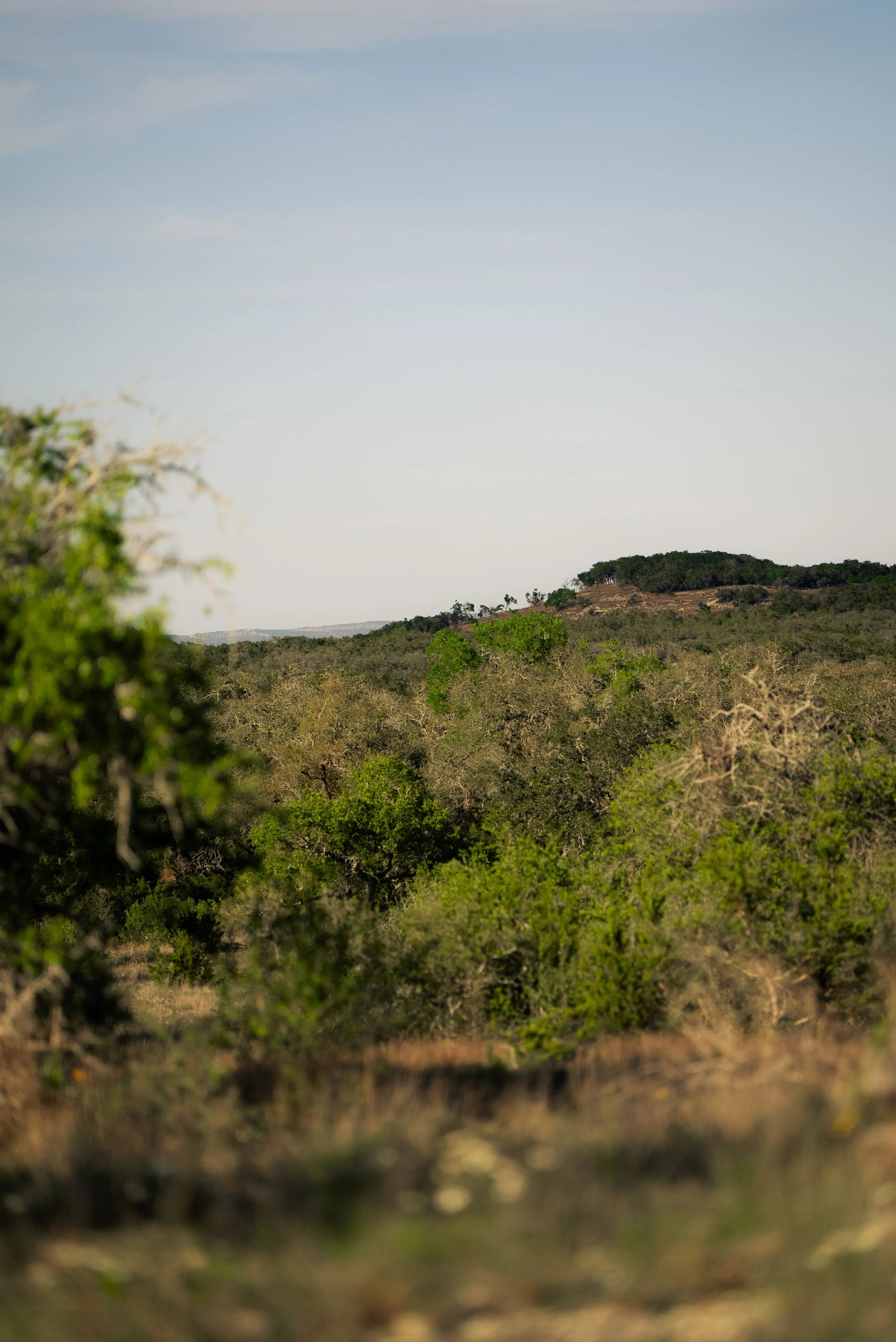 A landscape with trees and a small hill under a partly cloudy sky.
