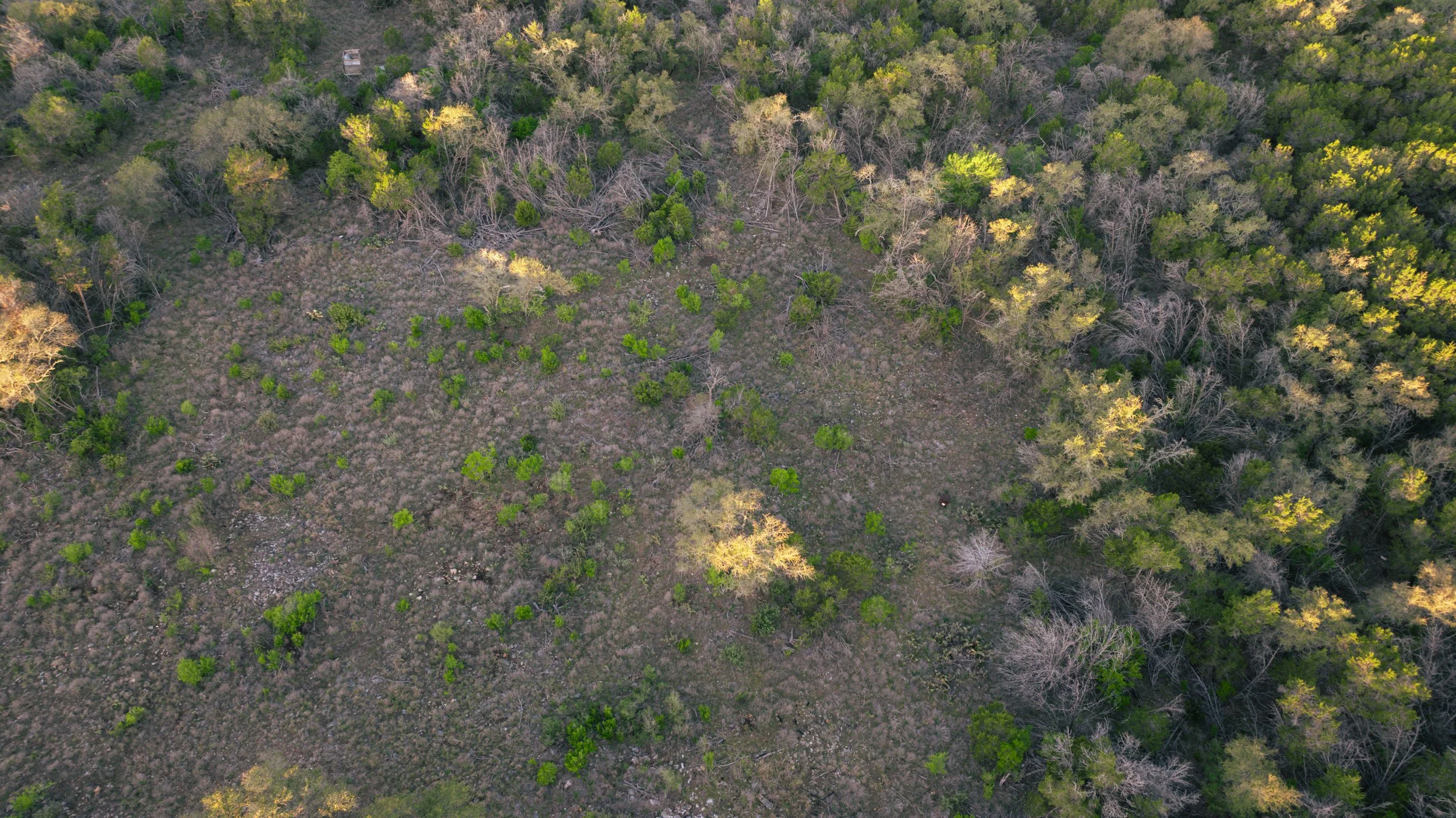 Aerial view of a forested hillside with trees and shrubbery, showing patches of green leaves and some bare branches.