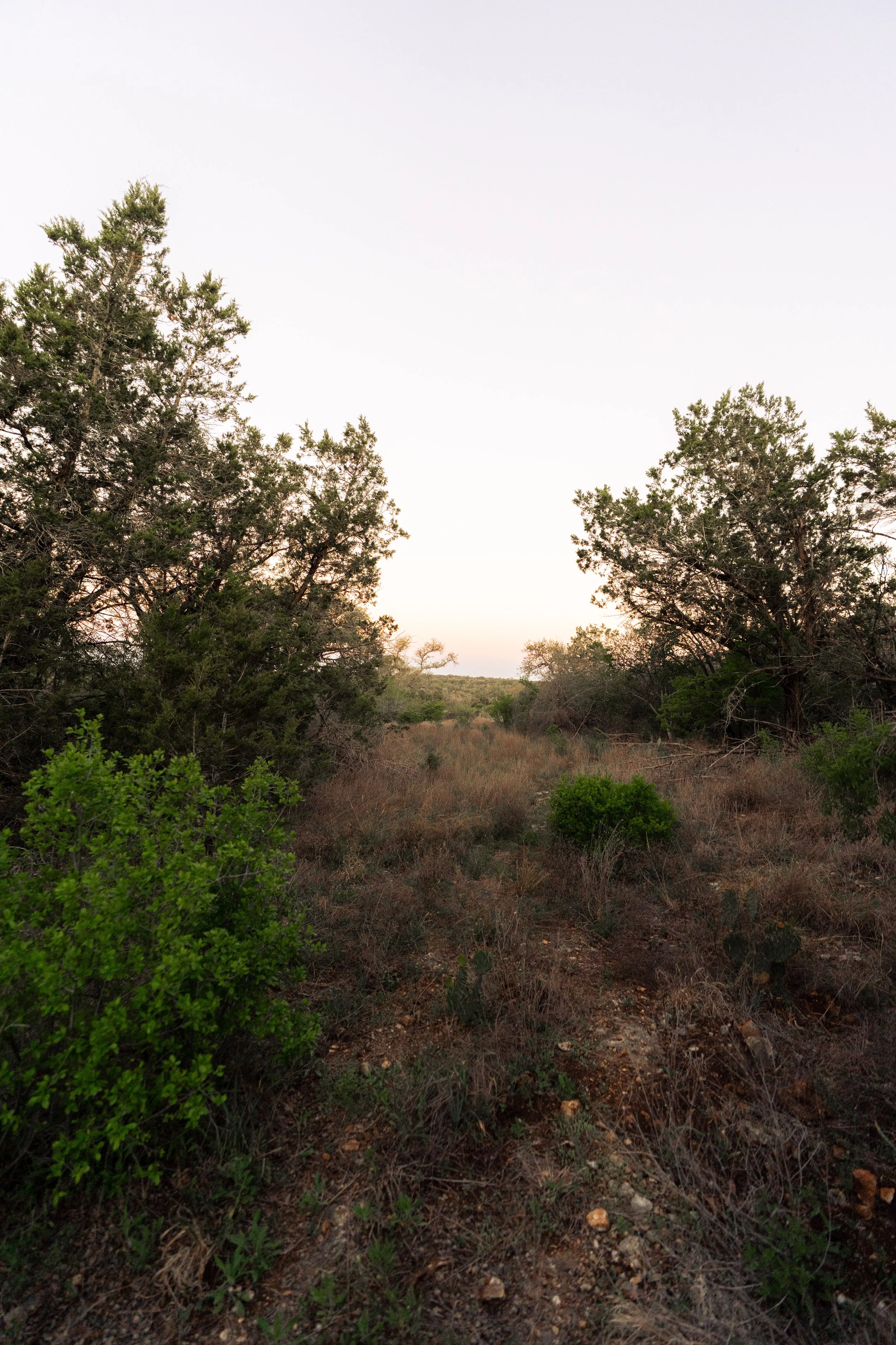 A dirt trail running through dry, sparse desert vegetation with scattered green bushes and trees on either side, under a clear sky.