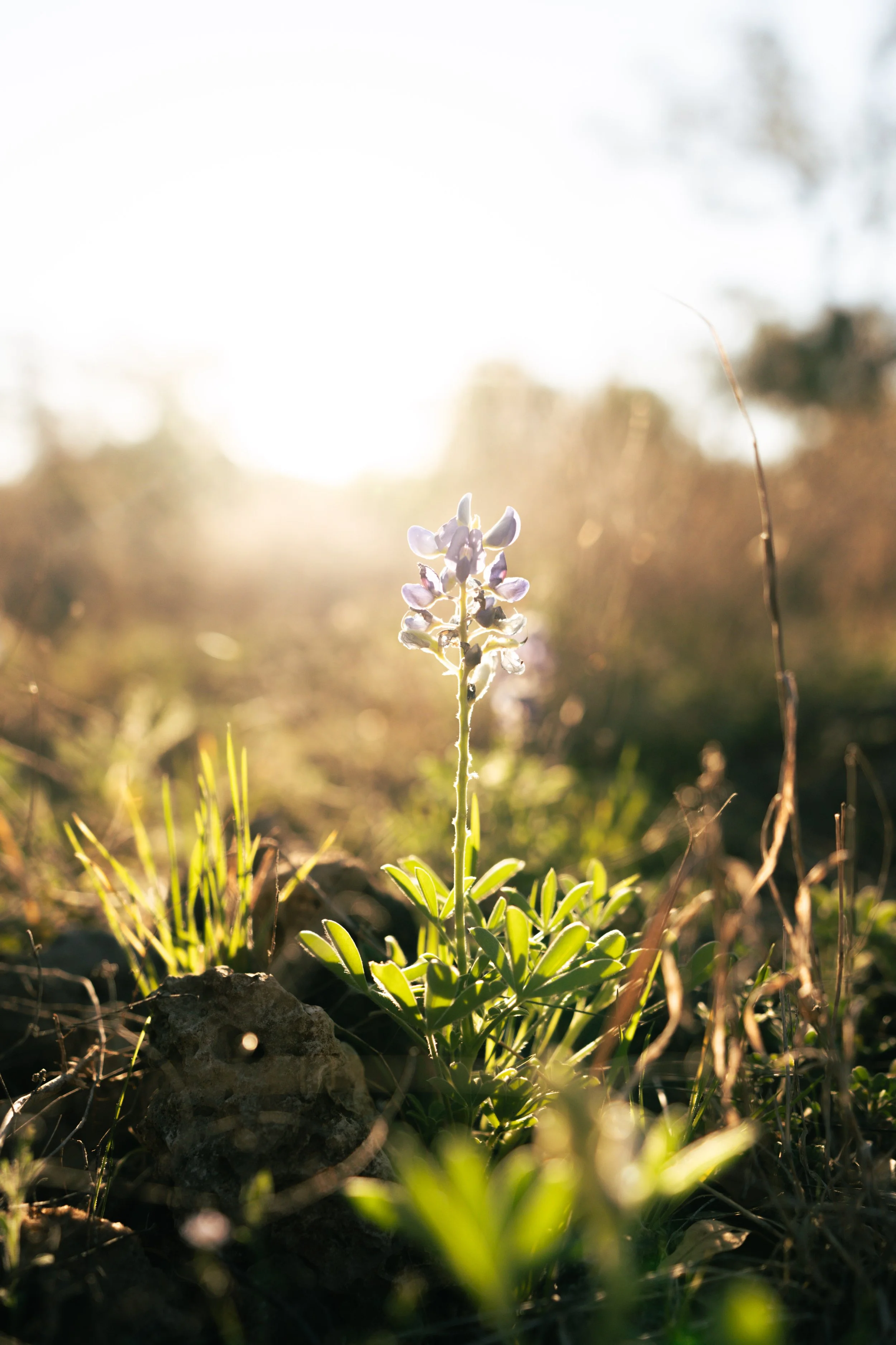 A small flower growing in a field during sunlight, with a bright sky background and some rocks and grass around it.