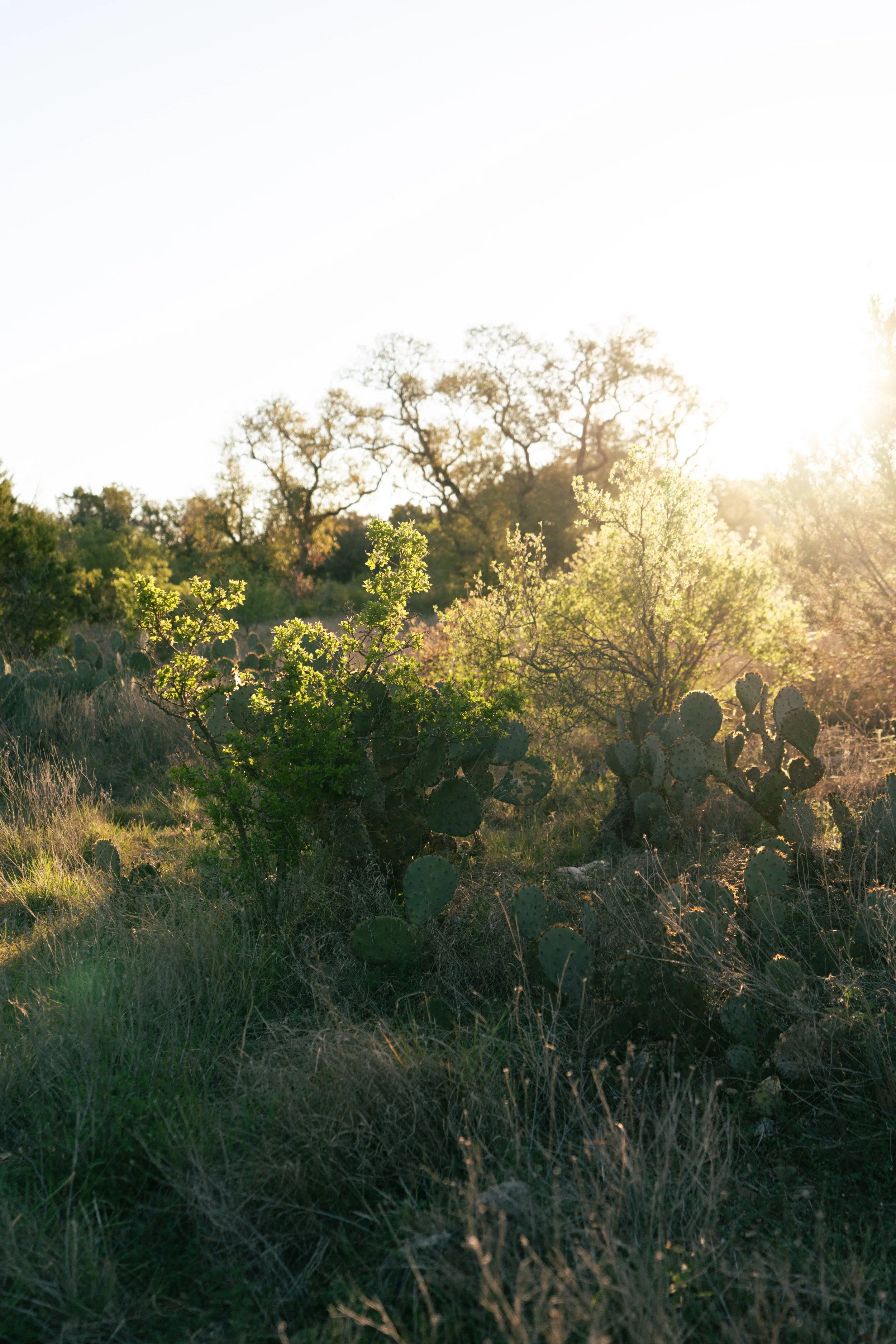Sunlit desert landscape with cactus plants and sparse trees