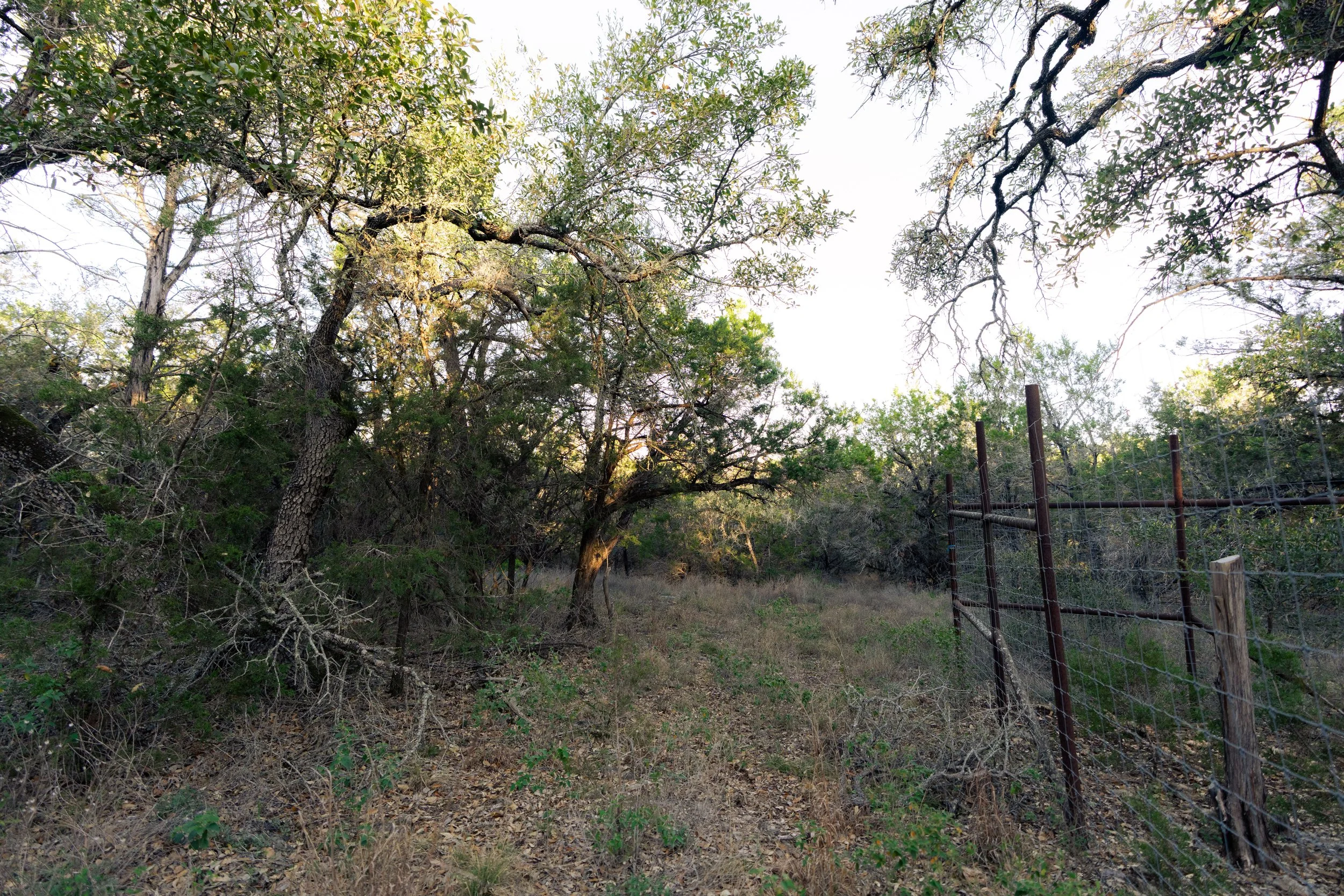 A narrow dirt trail runs through a wooded area with tall trees and dry grass on the ground. A rusty metal fence runs along the right side of the trail.