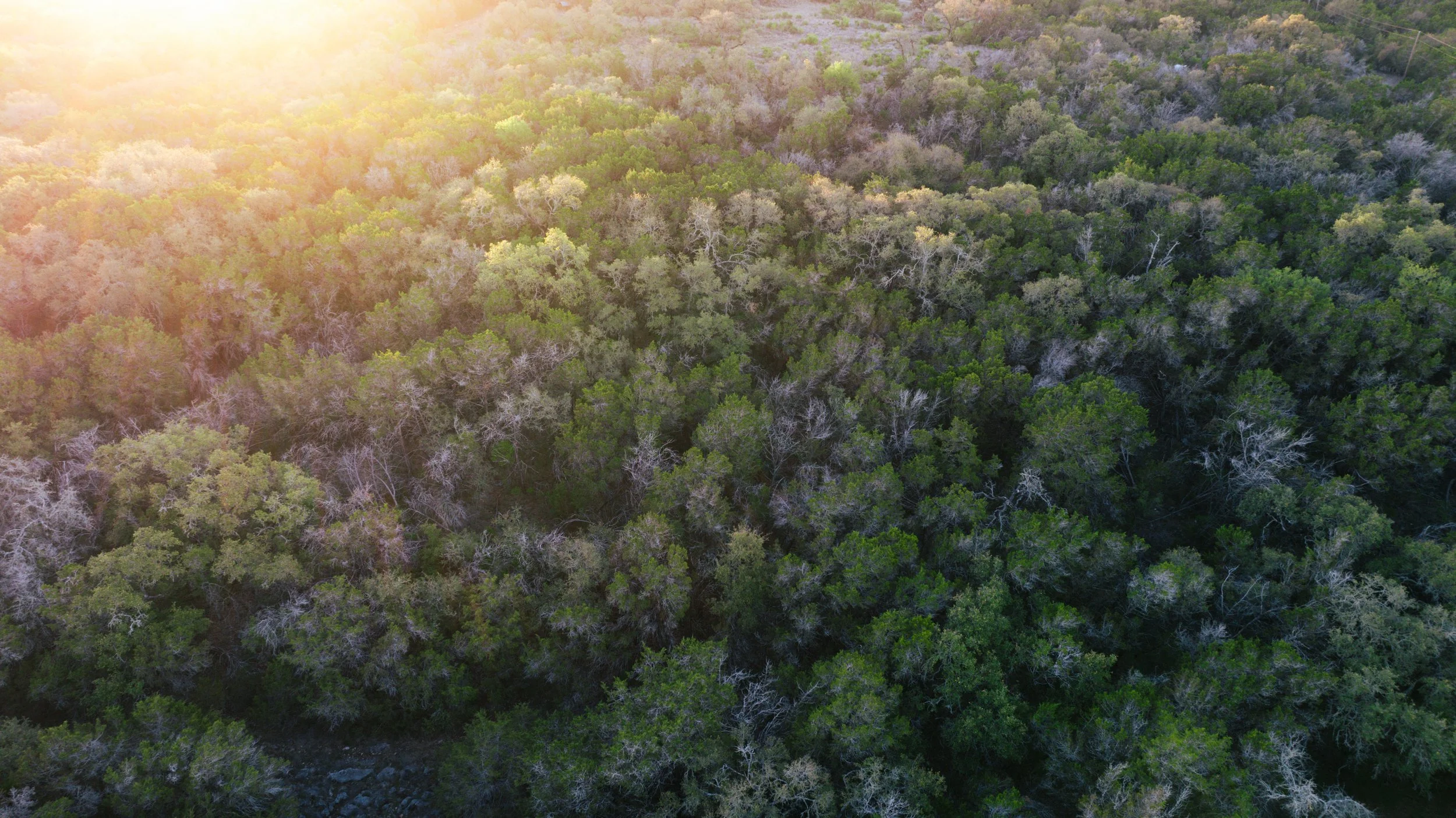 Aerial view of a dense forest with green trees, some with lighter or white branches, illuminated by sunlight on the top left corner.