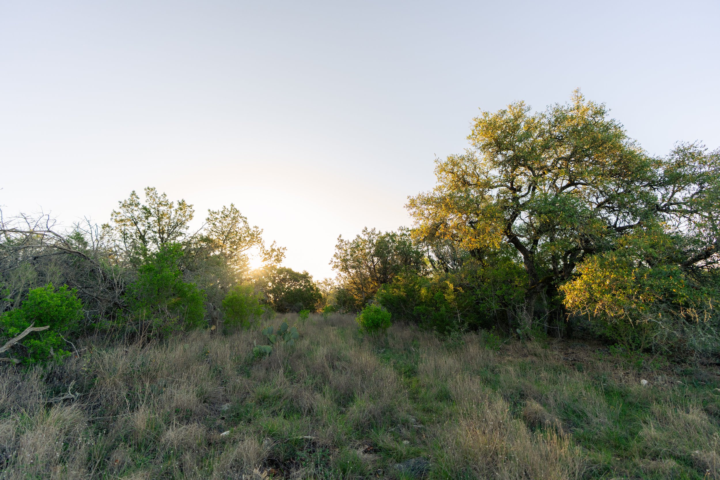 Sunset behind trees and grass in a natural landscape.