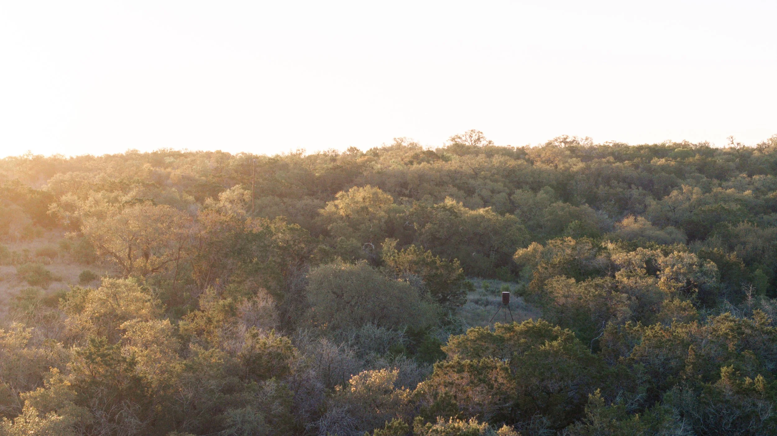 A dense forest with green trees under a bright sky and a small hunting tower in the middle of the trees.