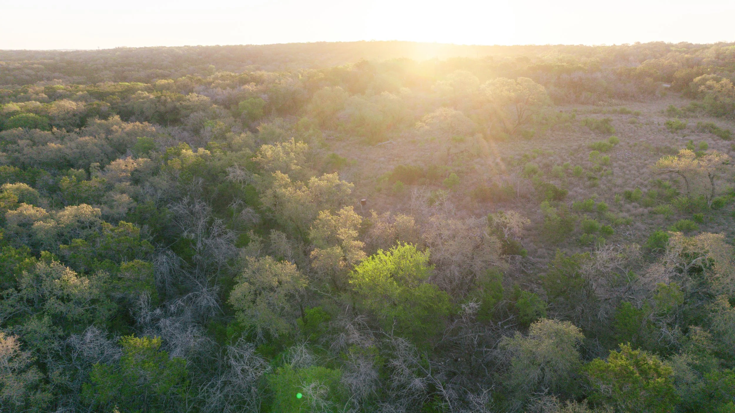 Aerial view of a forest at sunrise with the sun shining over the trees.