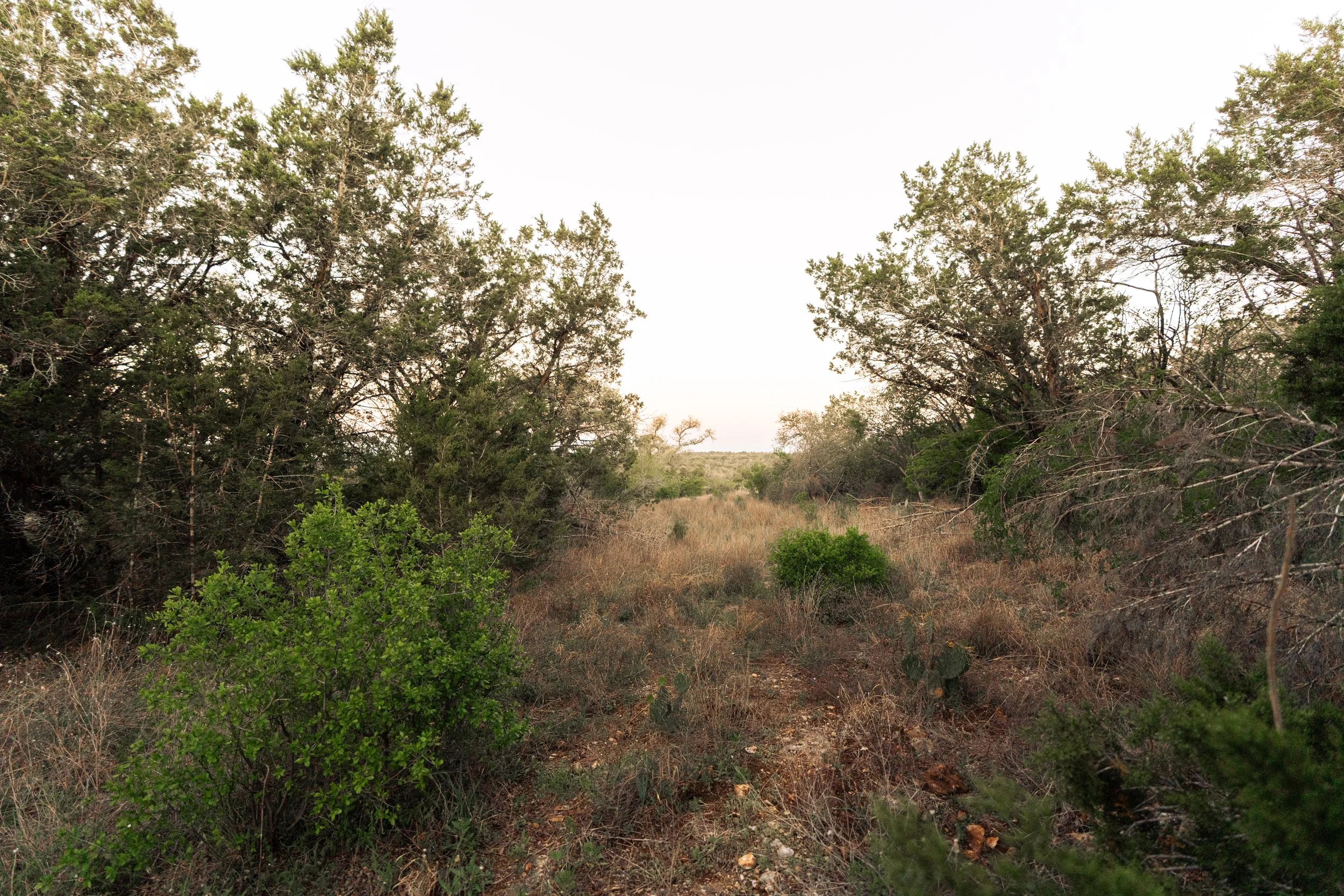 A natural landscape with a dirt path surrounded by green bushes, cacti, and trees on either side under a bright sky.