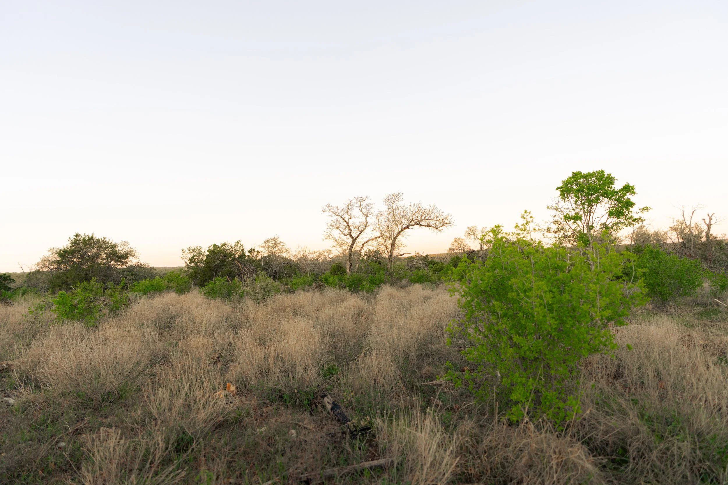 Landscape with dry grass, green bushes, and leafless trees under a pale sky.