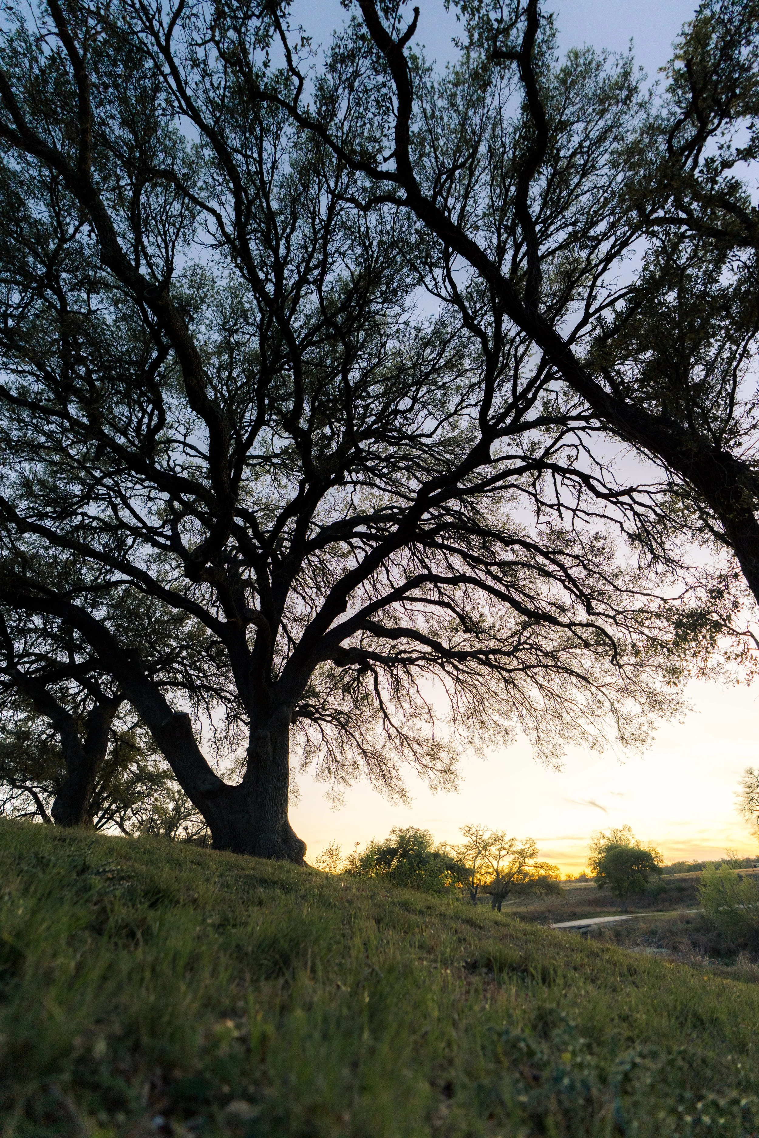 A large, leafless tree with sprawling branches stands against a sunset or sunrise sky, with grass in the foreground and smaller trees and a river or pond in the background.