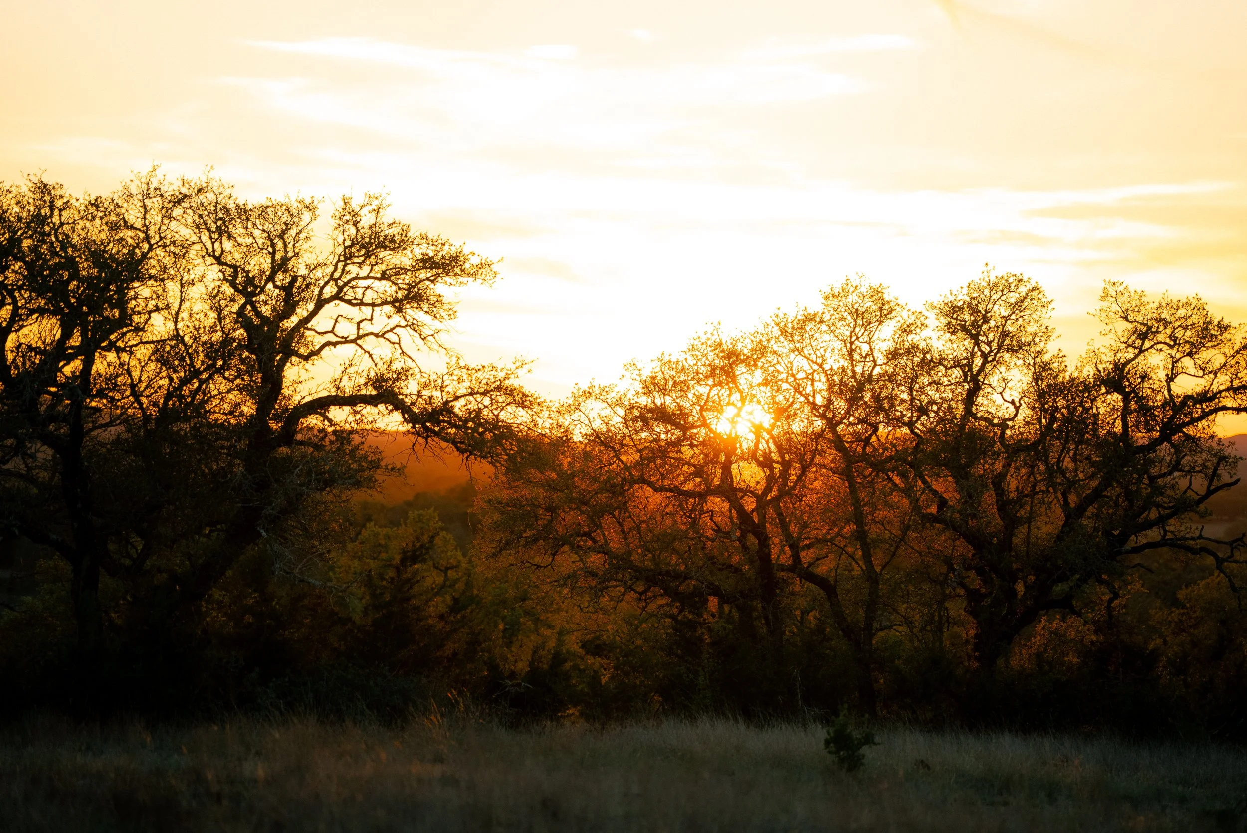 A sunset scene with trees silhouetted against a bright sky.
