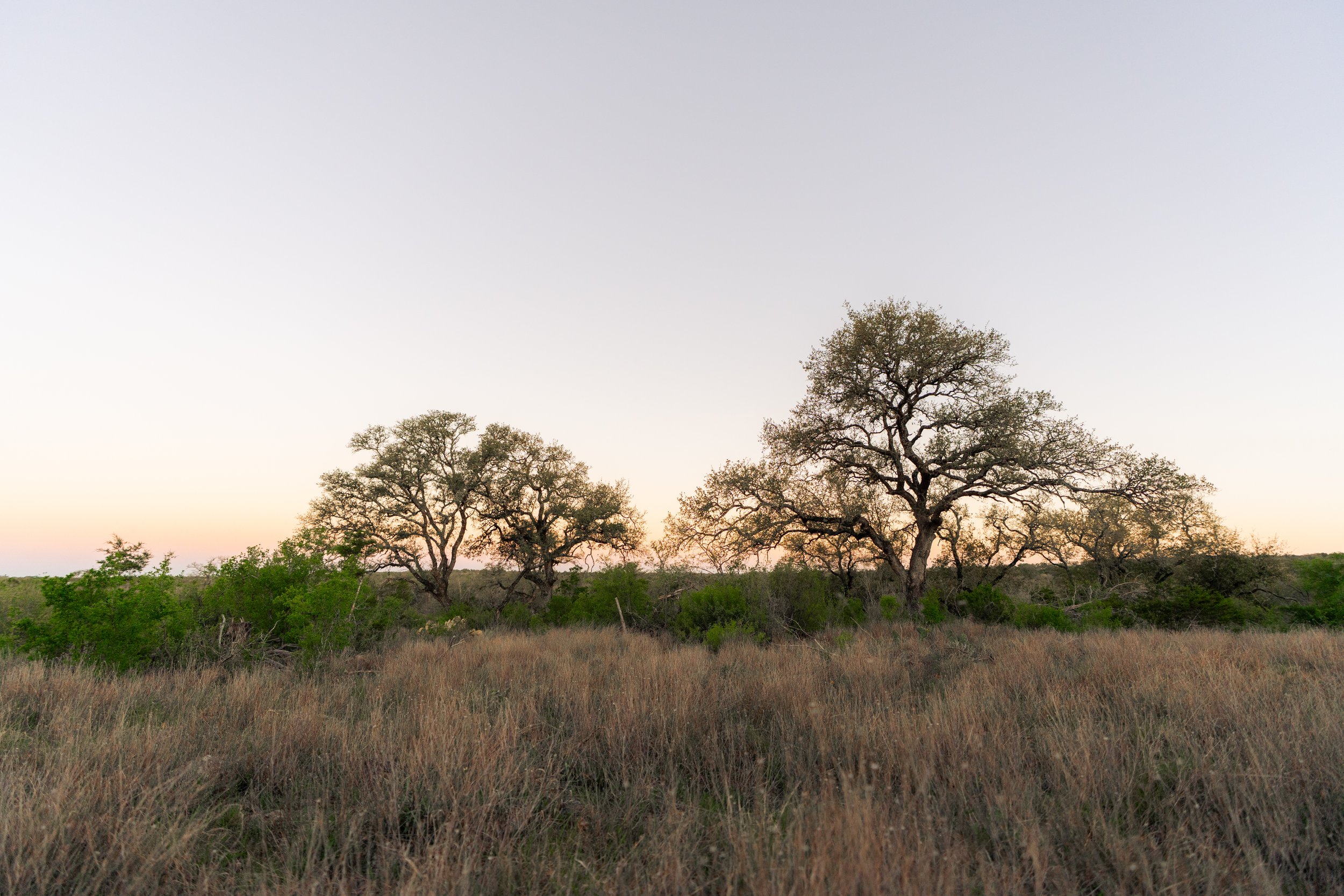 Landscape with dry grass, scattered trees, and a pale sky at sunset or sunrise.