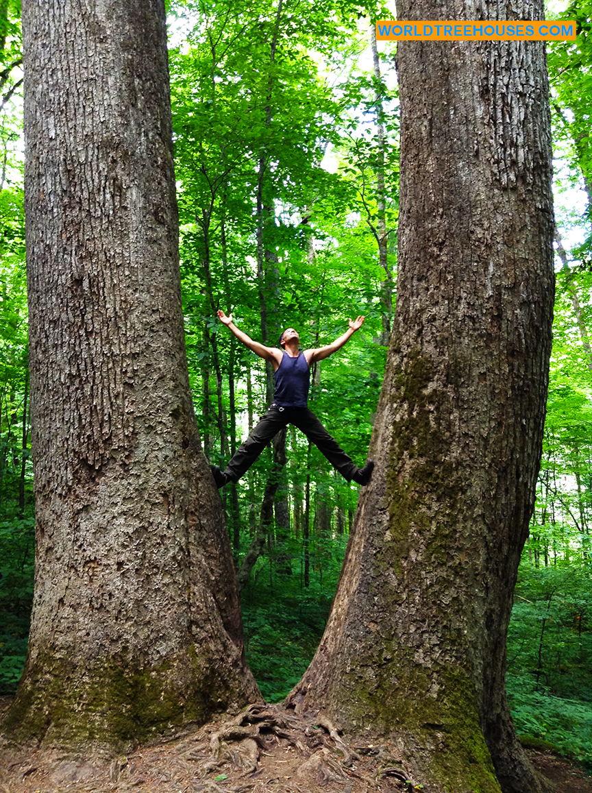 stories trees tell nature immerson