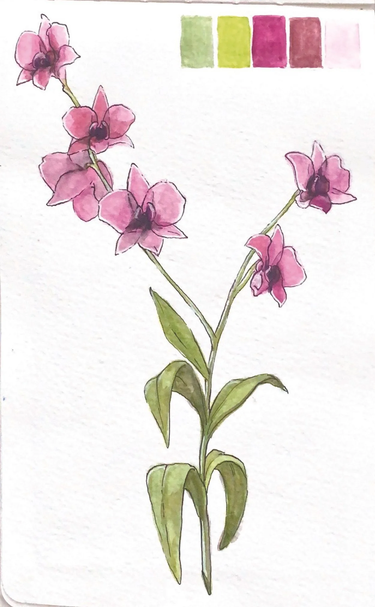 Sketchbook - Orchid