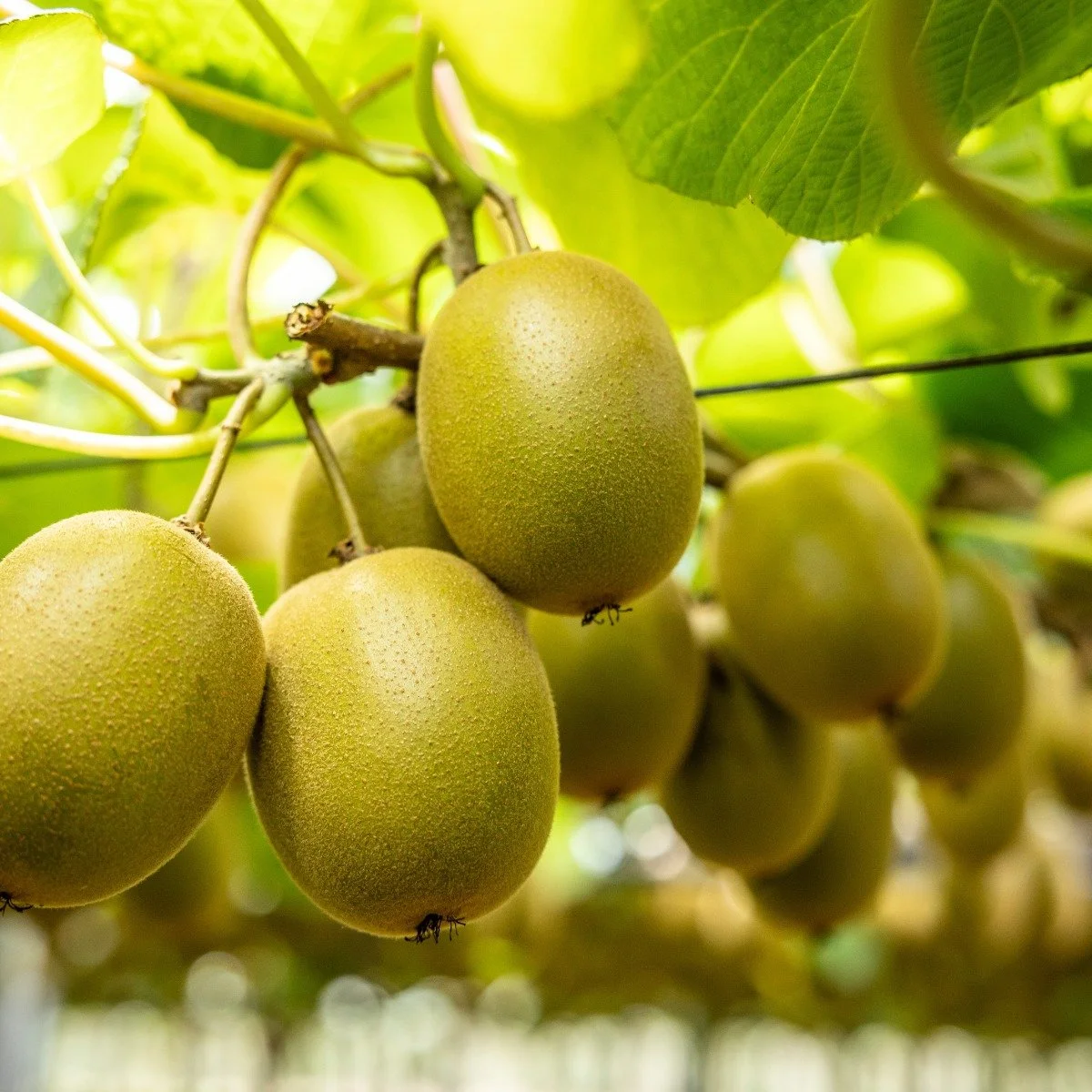 With New Zealand&rsquo;s kiwifruit harvesting season coming to an end, Organic Bioactives recognises something beyond an agricultural milestone&mdash;it is the source material behind one of our most compelling botanical extracts in the Plant&aelig;De