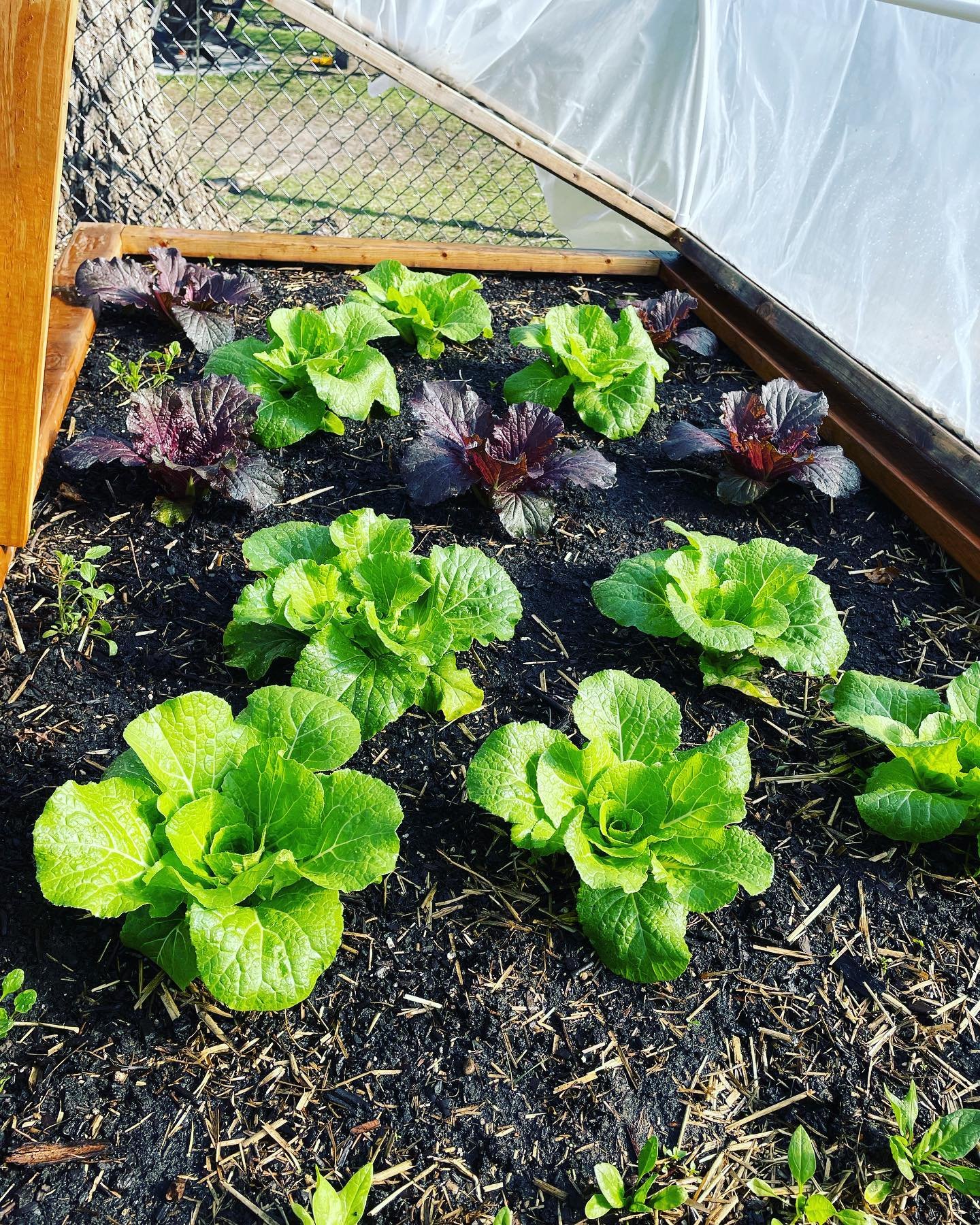 April 14th MN ~ Not pepper content but substantial growth so far for the broccoli and cabbage 🥬 🌿🌤️🥦