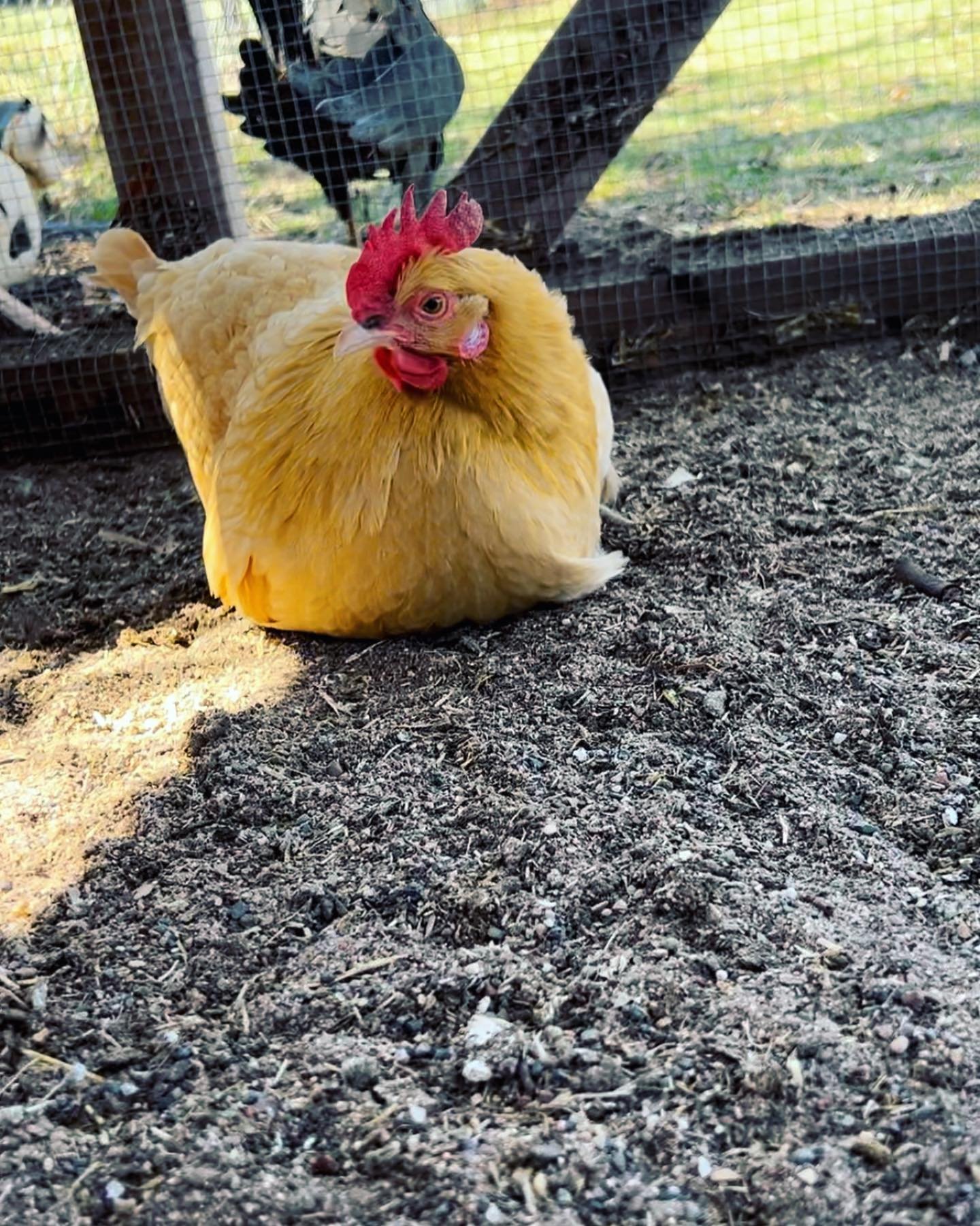 Little Chicken Loaf 🍞 for some weekly chicken content 🐔