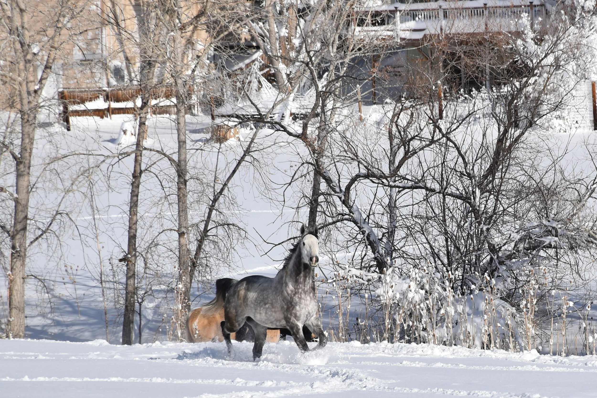 DSC_0948 (2) - Copy.JPG