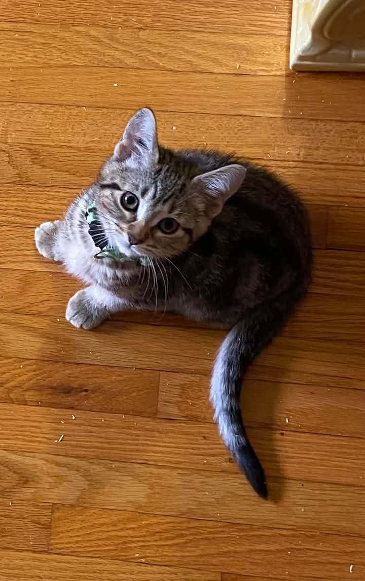 Avocado