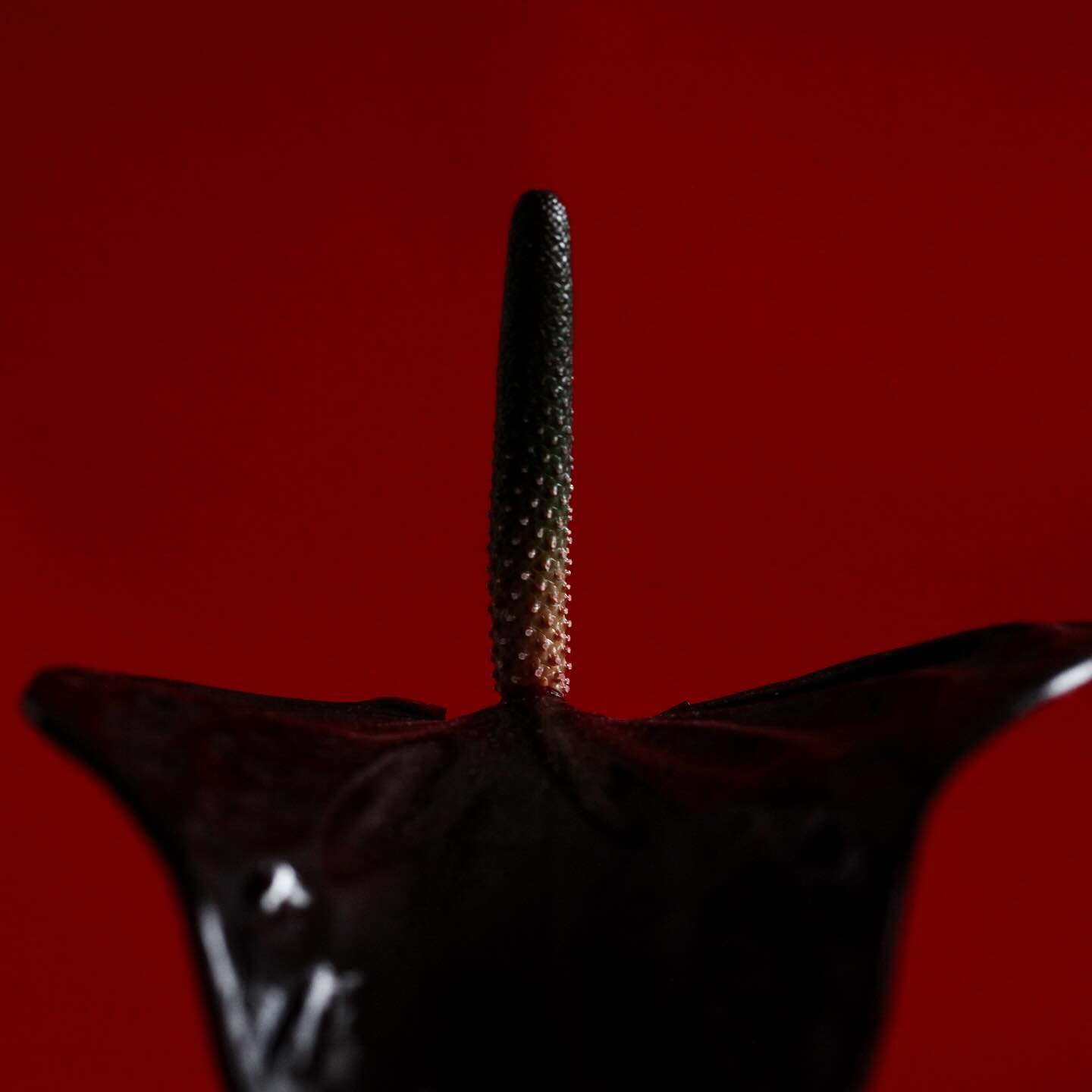 My favorite flower &spades;️

Shot by @bertastudionyc 

#anthuriums #blackflower #redmood #nycphotographer #flowerphotography