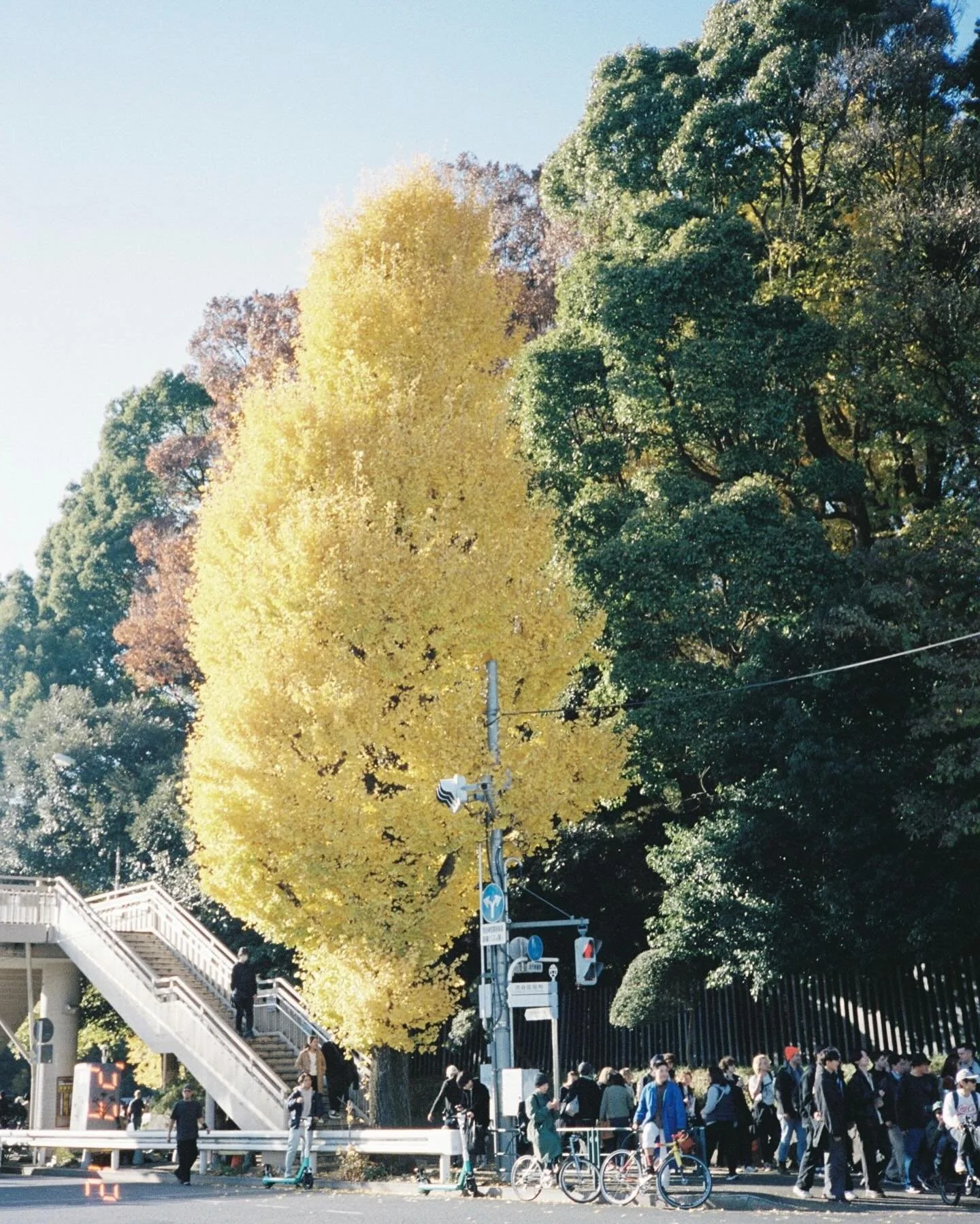 いつかのフィルム

📷canon Autoboy3 
ワクワクの初現像

#portra400 #autoboy3