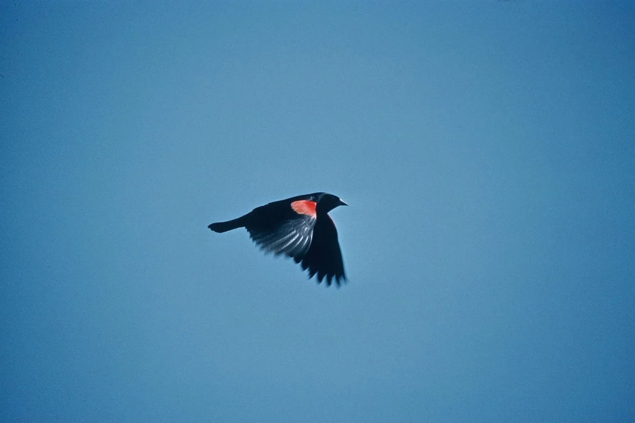 Male red-winged blackbird in flight, with spread black wings and red shoulder patches.