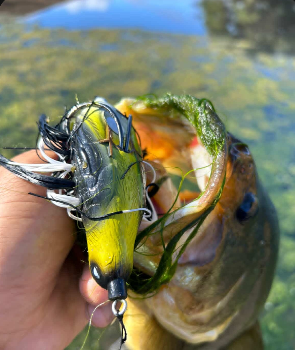 TopWater Bird Fishing Lure Lands Big Bass