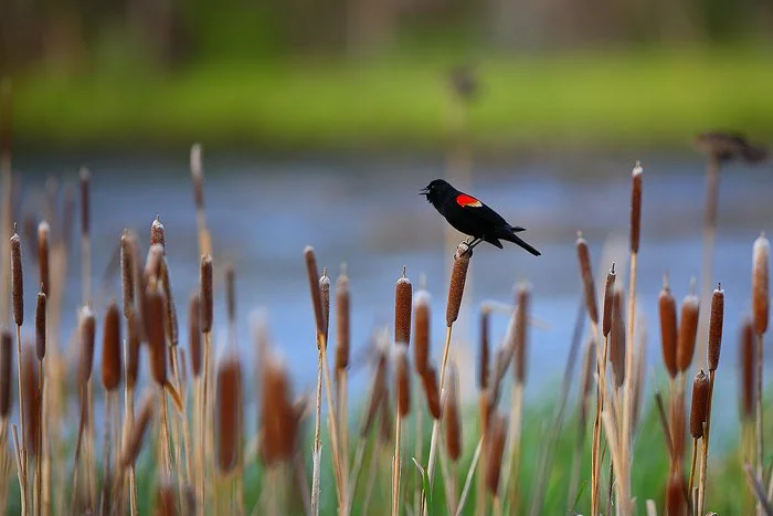 Redwing black bird topwater  lure mimics the real thing
