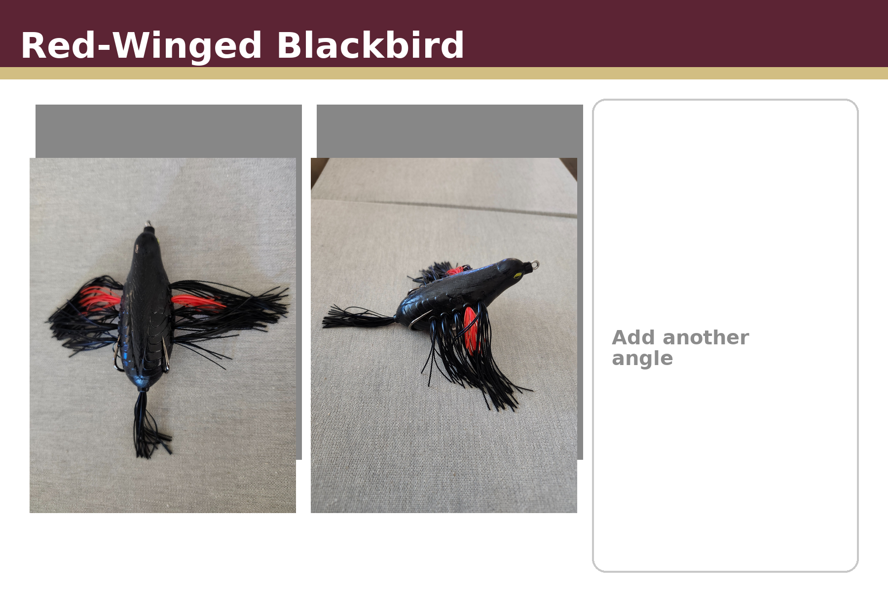 display_redwing_blackbird (1).png